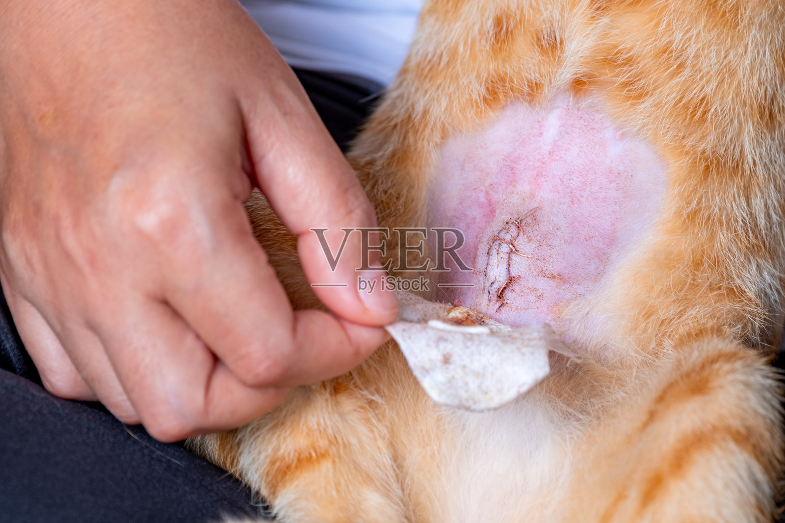 兽医在手术后照料受伤的猫，展示缝合的伤口并取下旧绷带。概念是宠物健康、兽医护理、动物康复和宠物医疗。照片摄影图片