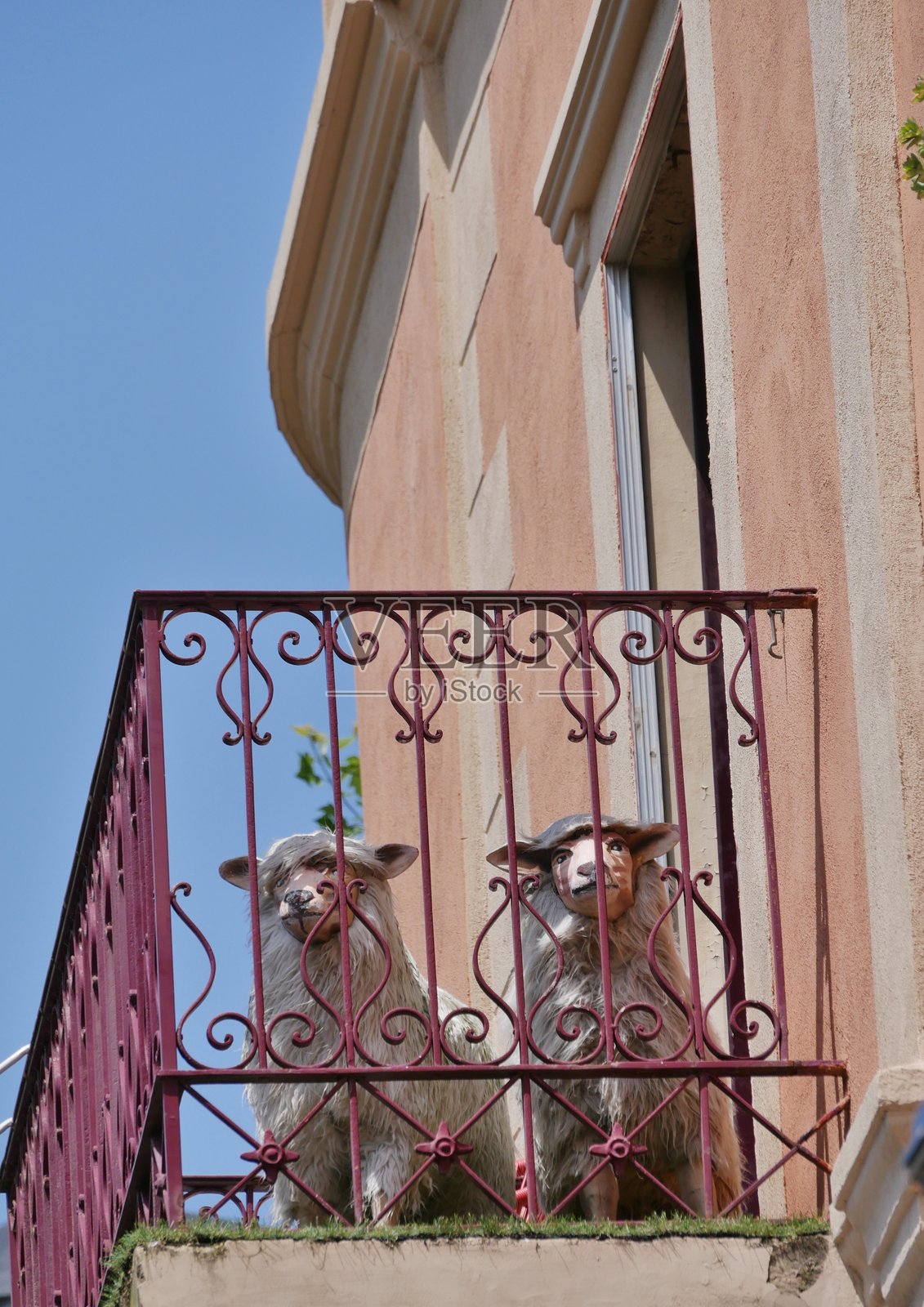 阳台上的绵羊照片摄影图片