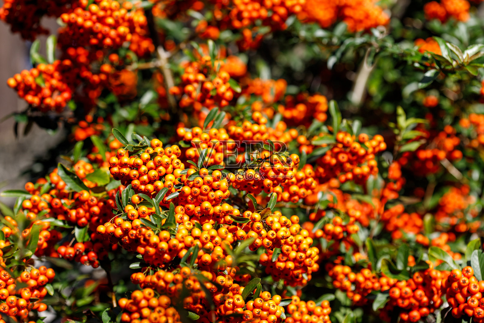 绿色灌木上的橙色浆果照片摄影图片