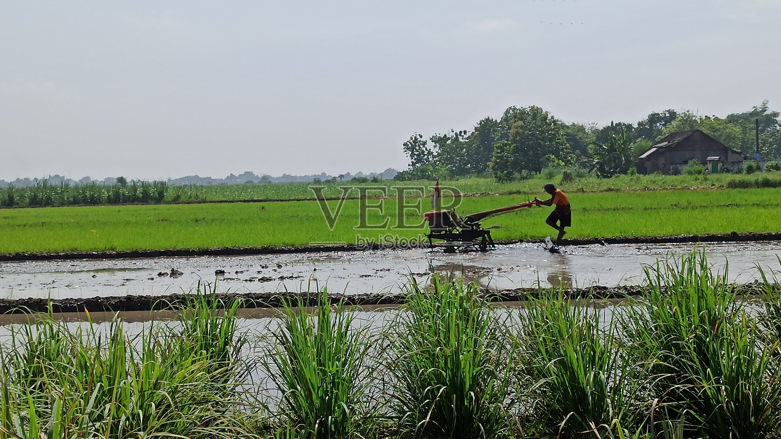 农民使用机械式耕作机耕种稻田照片摄影图片
