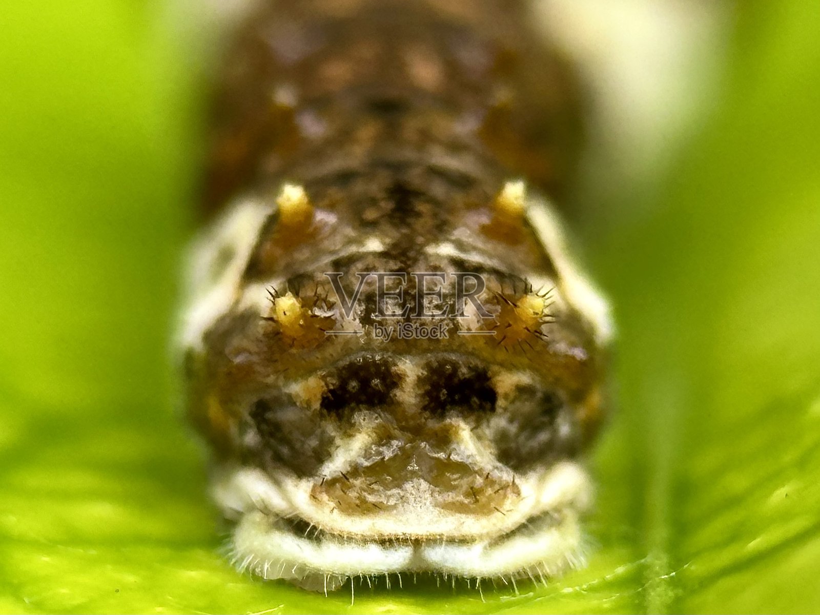 中国黄凤蝶 尾部照片摄影图片