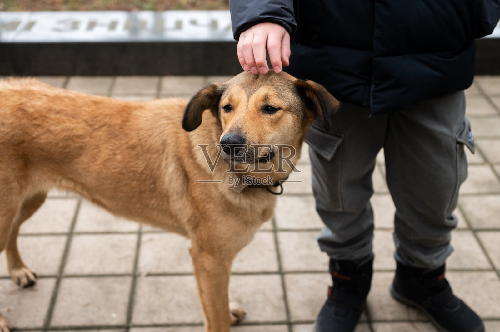 一名白人成年男性在城市人行道上遛一只棕褐色的狗照片摄影图片