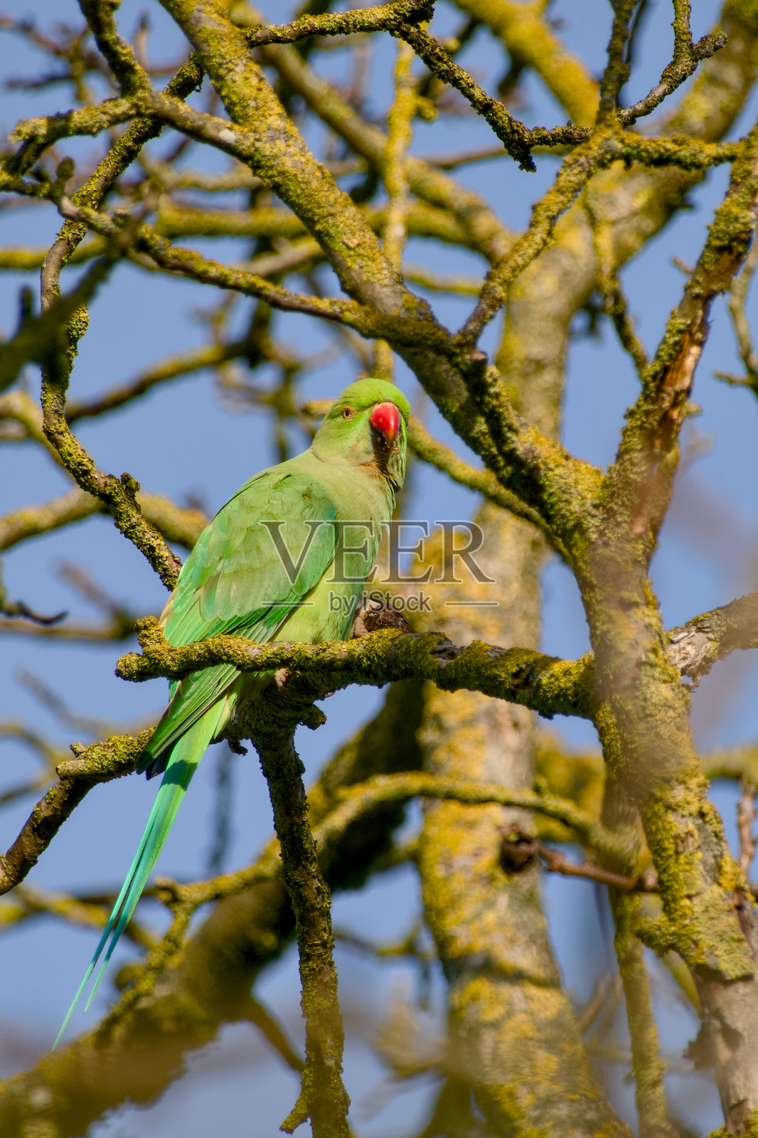 亚历山大鹦鹉照片摄影图片