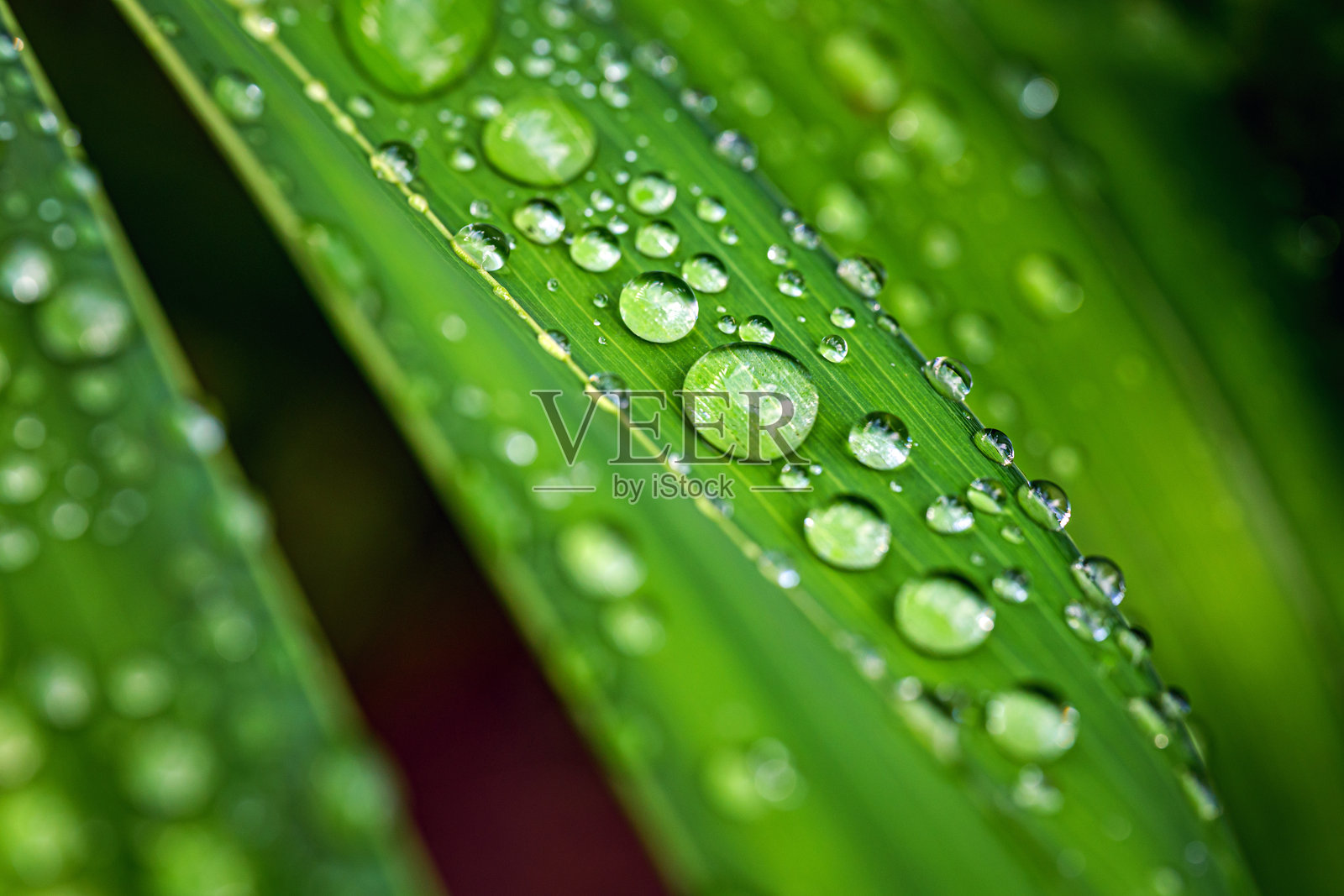 绿色棕榈叶上的水滴宏观图像，雨季雨水落在绿色棕榈叶上的特写照片摄影图片