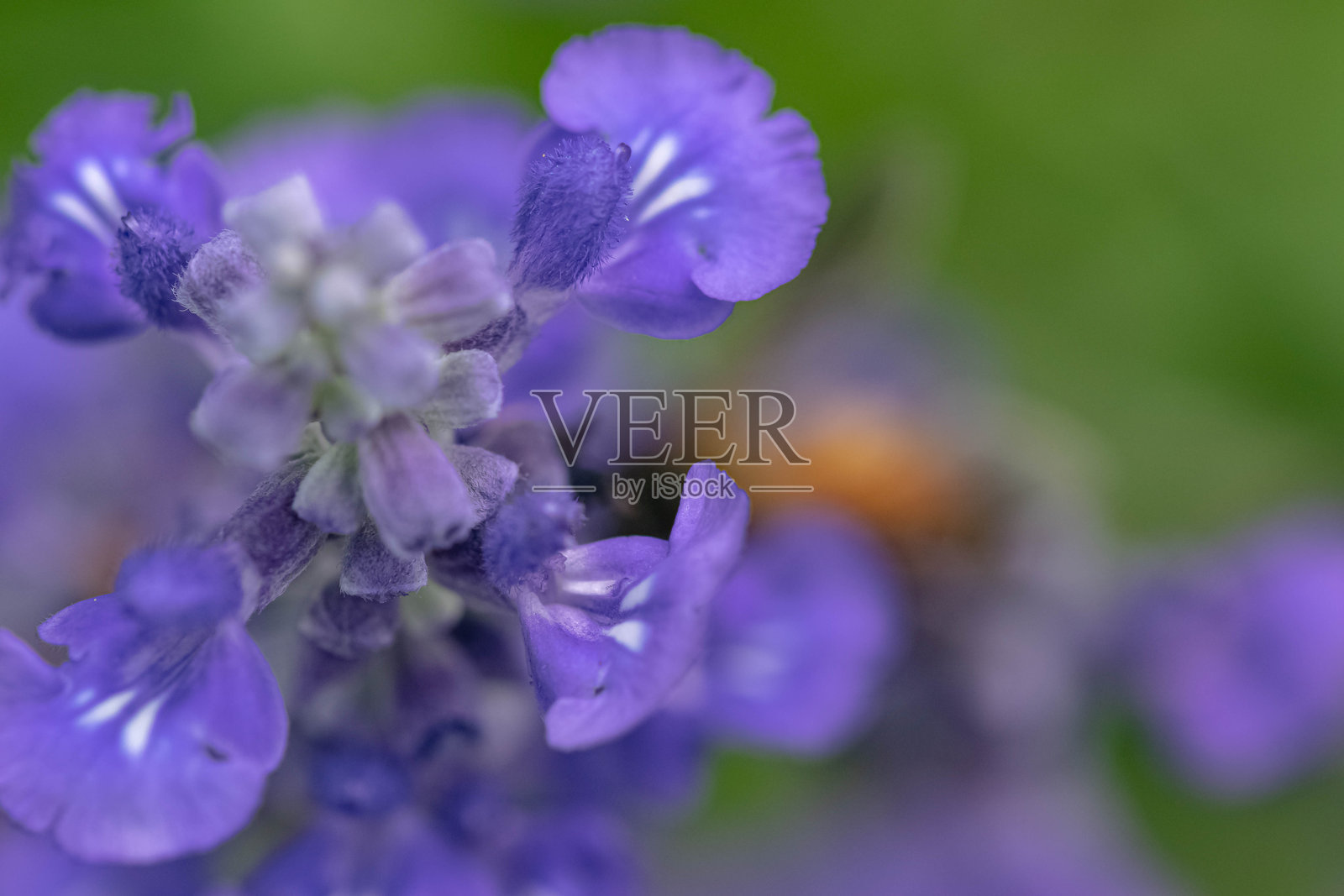 紫色的野花微距，背景为柔和的绿色照片摄影图片