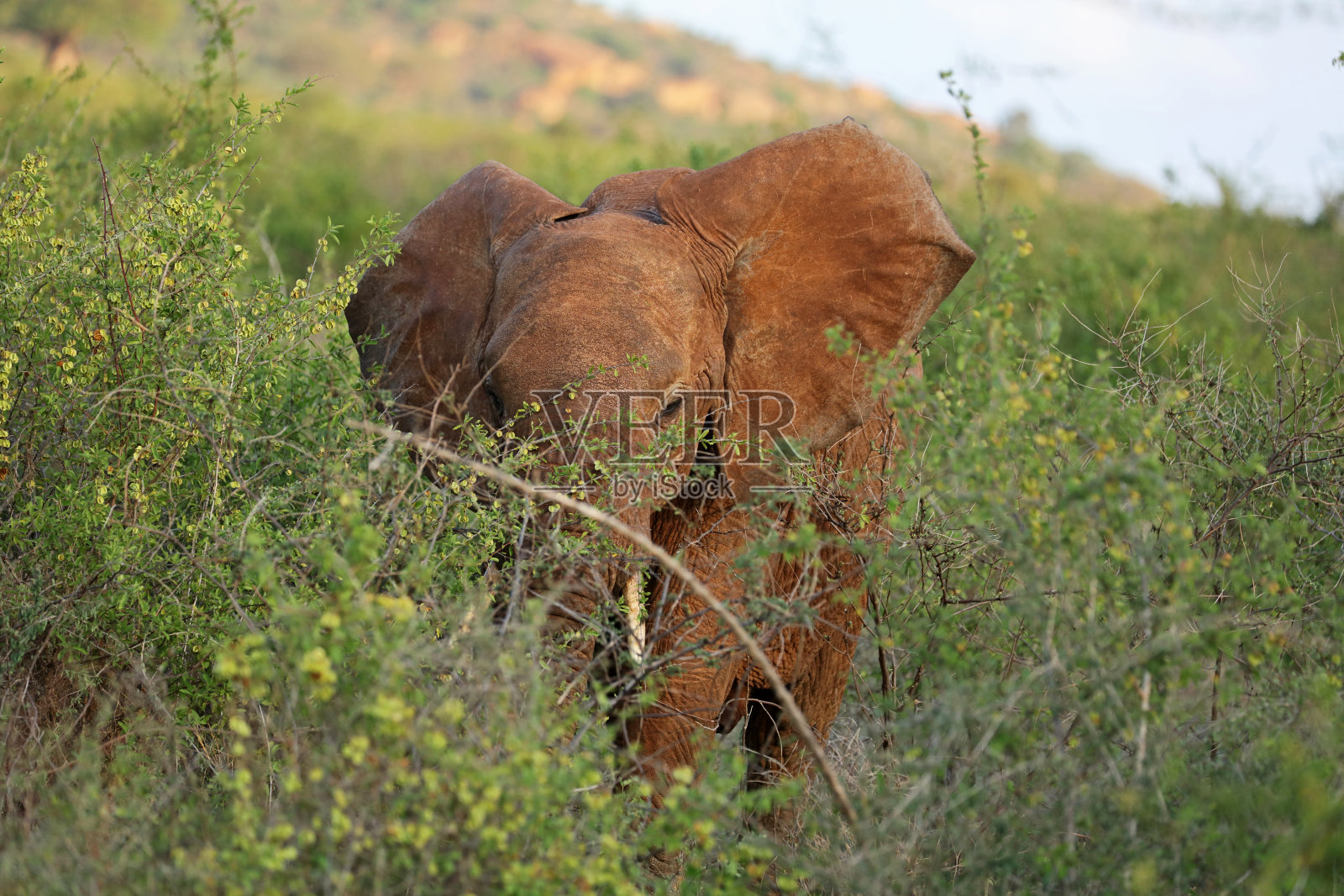 肯尼亚察沃国家公园的非洲灌木丛大象照片摄影图片