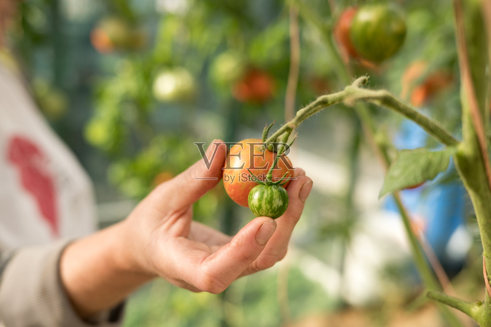 花园里采摘西红柿的人。佛罗里达新鲜西红柿月照片摄影图片