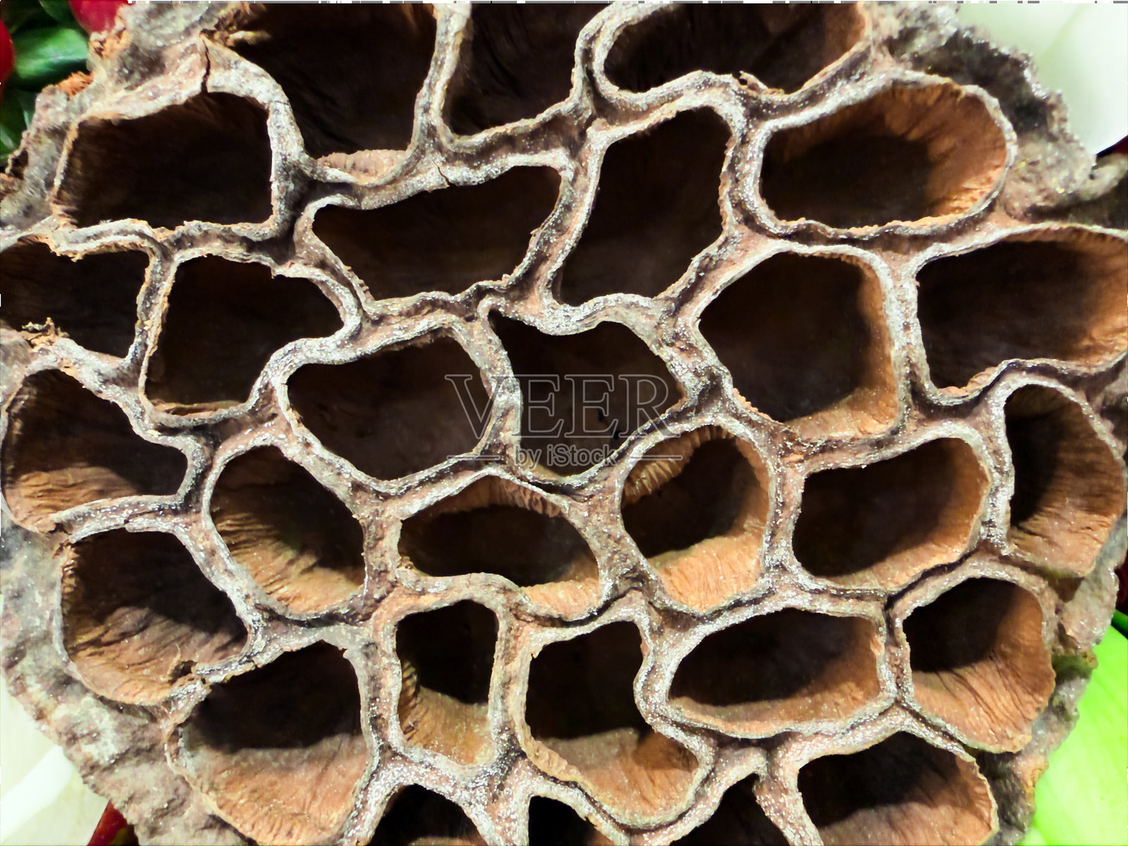 干莲子花特写微距纹理，全景构图照片摄影图片