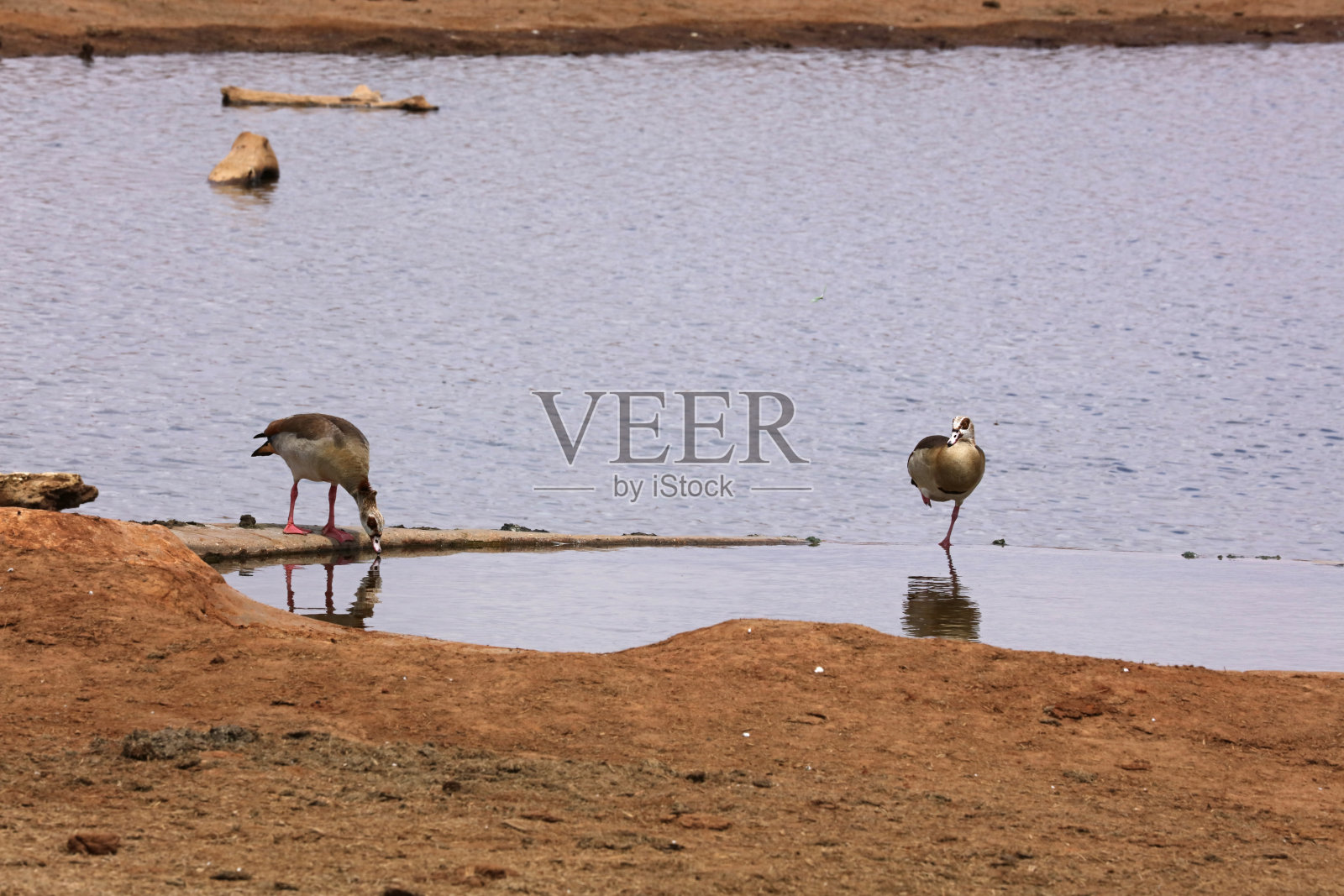 埃及雁，察沃国家公园，肯尼亚照片摄影图片