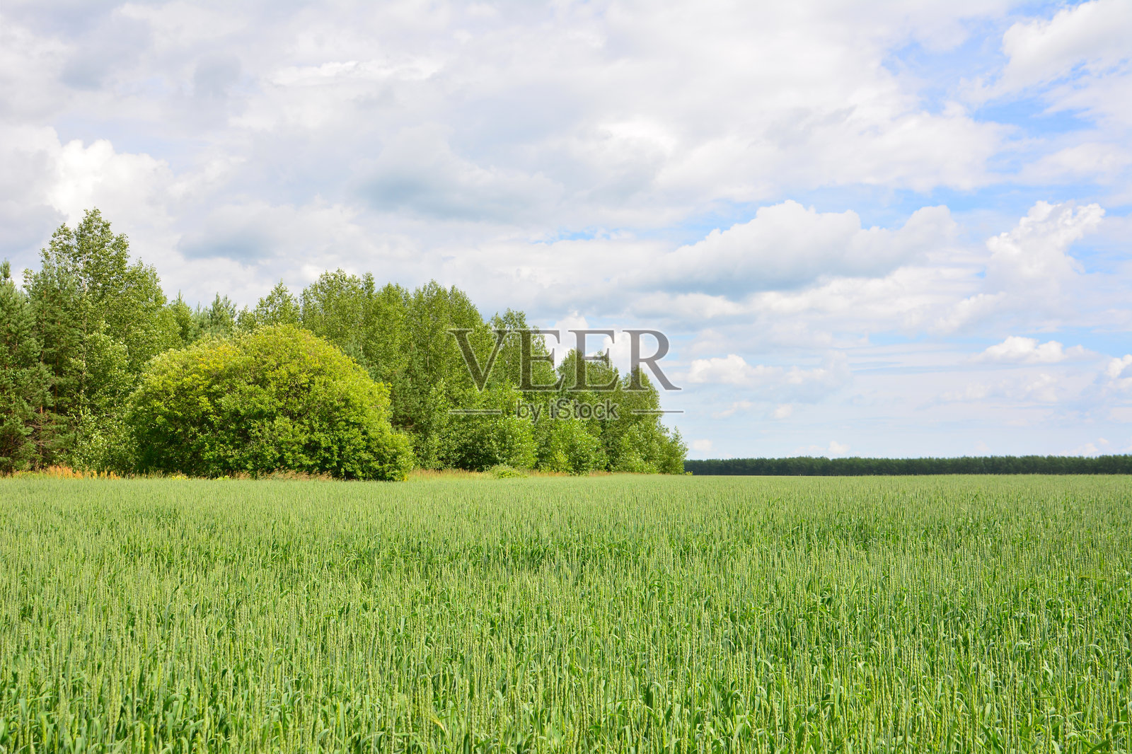 一片绿色的农田，一侧是森林，天空布满云彩，留有复制空间照片摄影图片