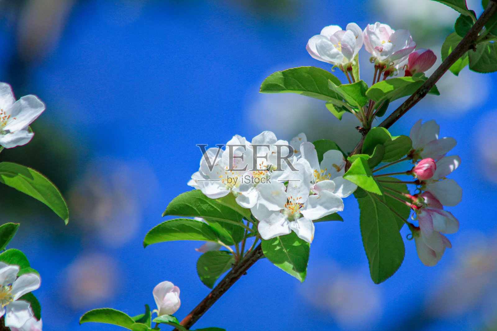 蓝天下带有白色花朵和花蕾的苹果花枝，春日自然风光照片摄影图片