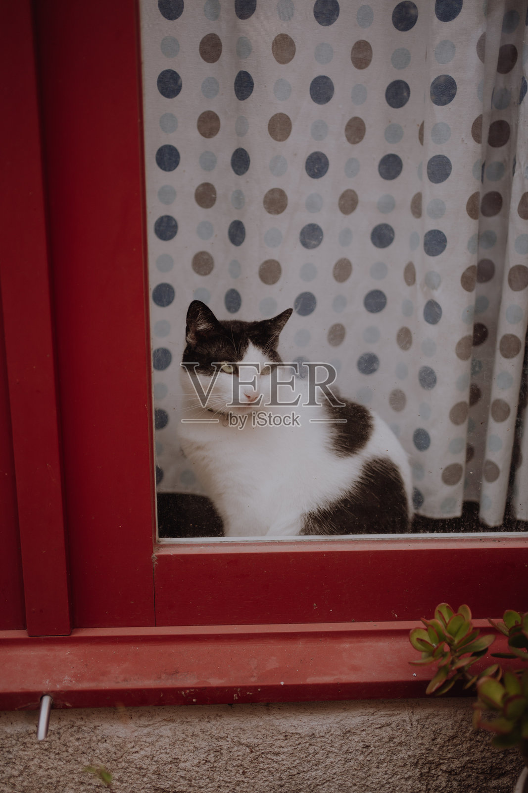 猫照片摄影图片