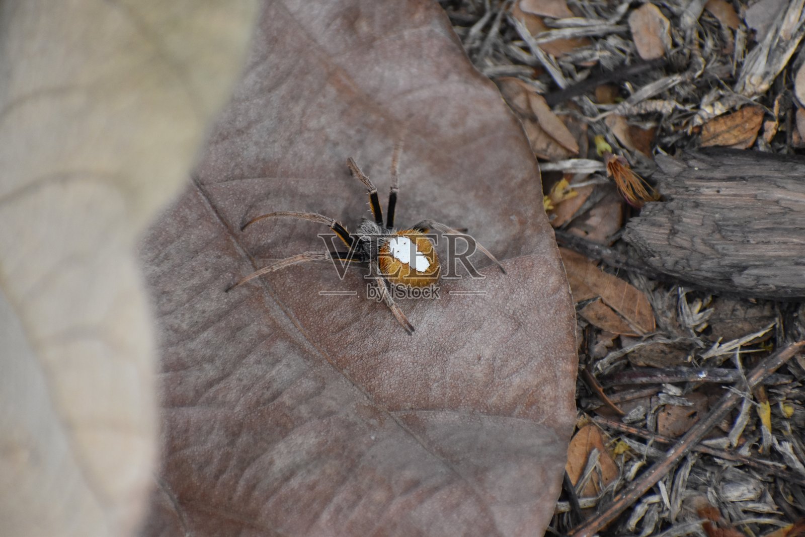 热带圆网蛛照片摄影图片