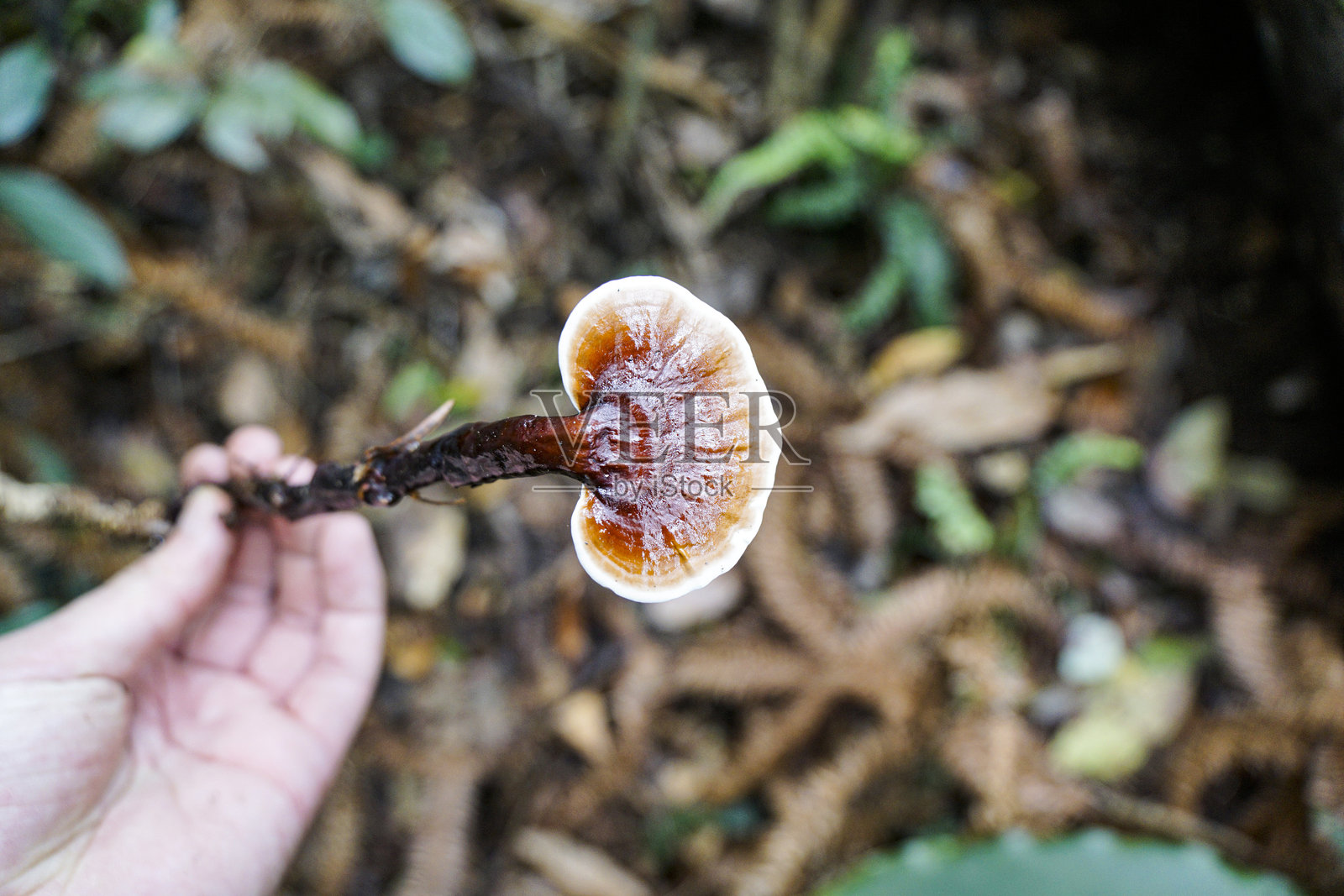 森林中手捧野生灵芝照片摄影图片