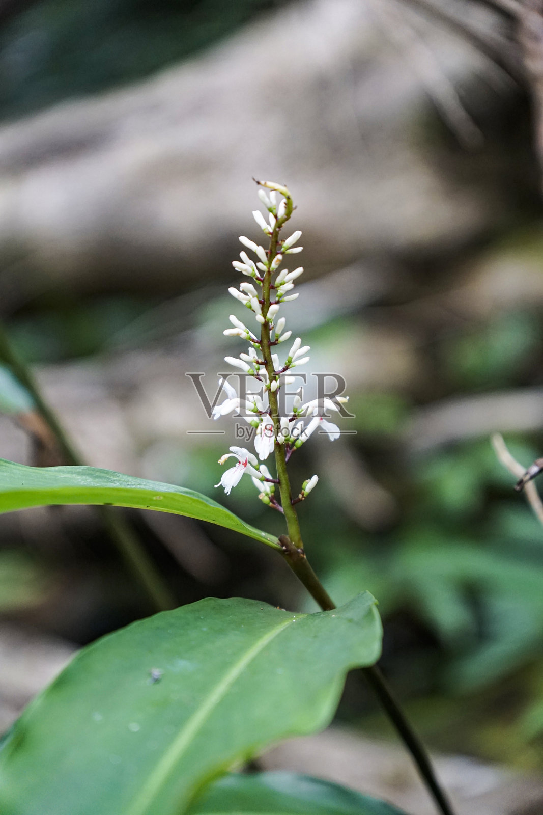 林下野生的白色花穗照片摄影图片