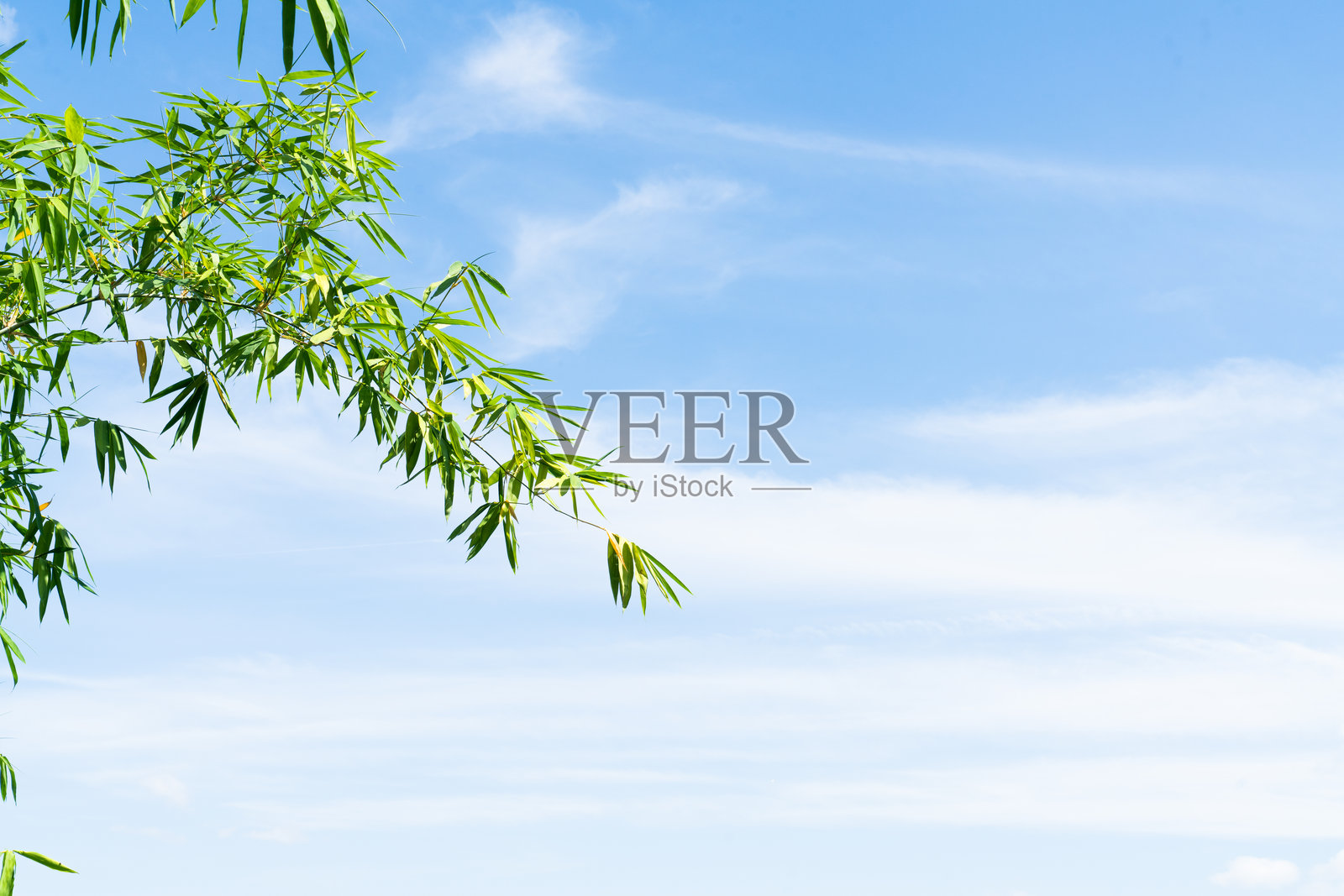 鲜绿的竹叶在枝头舒展，背景是晴朗明亮的蓝天和几缕白云。简约的自然背景，留有空白可供复制。宁静的热带绿叶户外场景。照片摄影图片