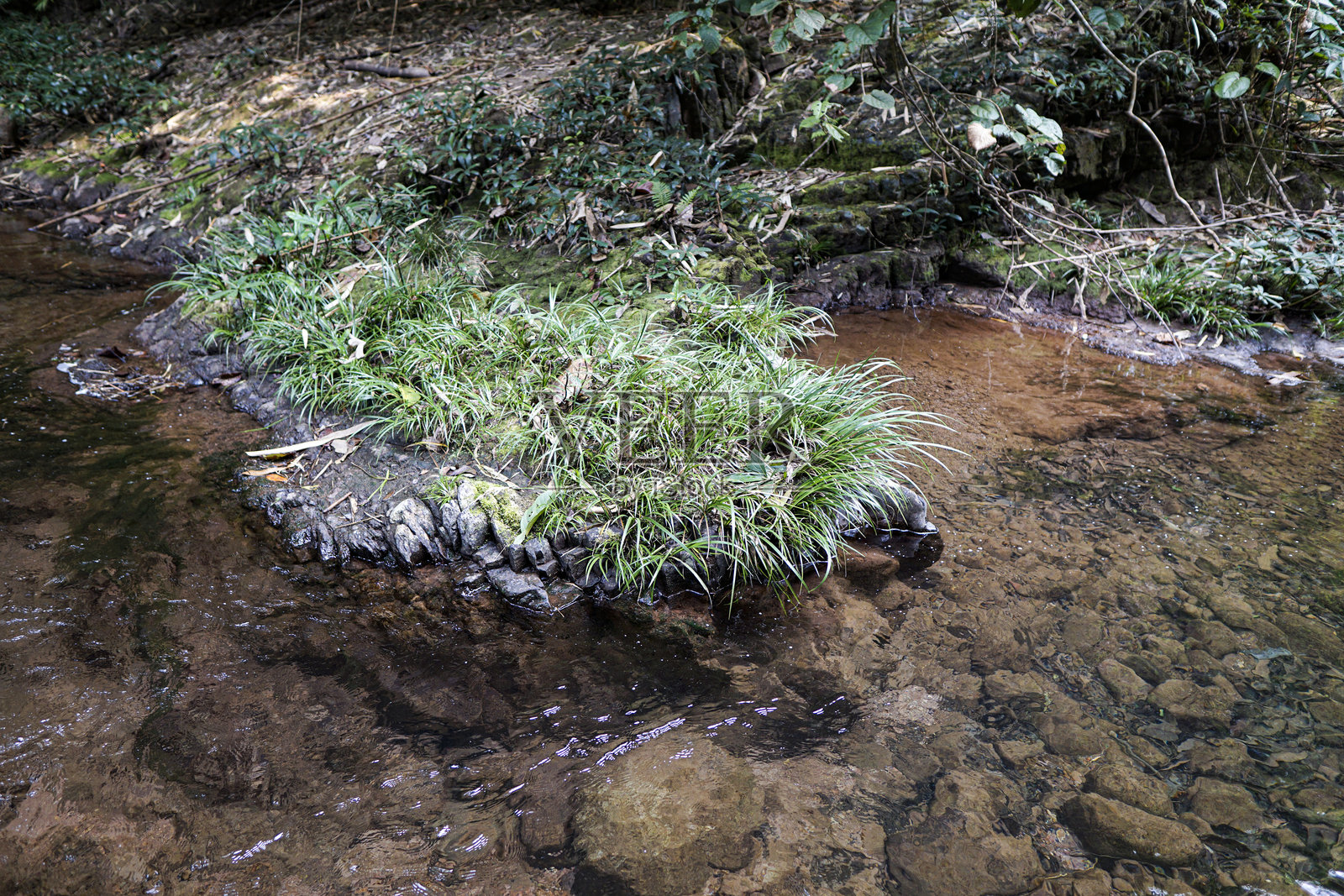 浅滩溪流中的岩石上长着绿植照片摄影图片
