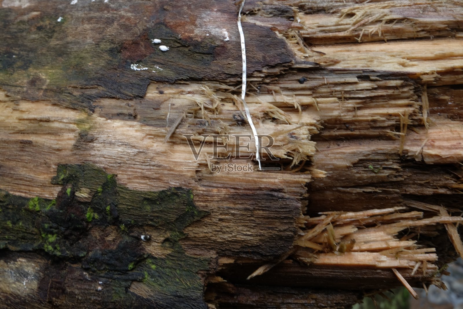 潮湿的森林环境中，腐朽的原木显露出分解的迹象照片摄影图片