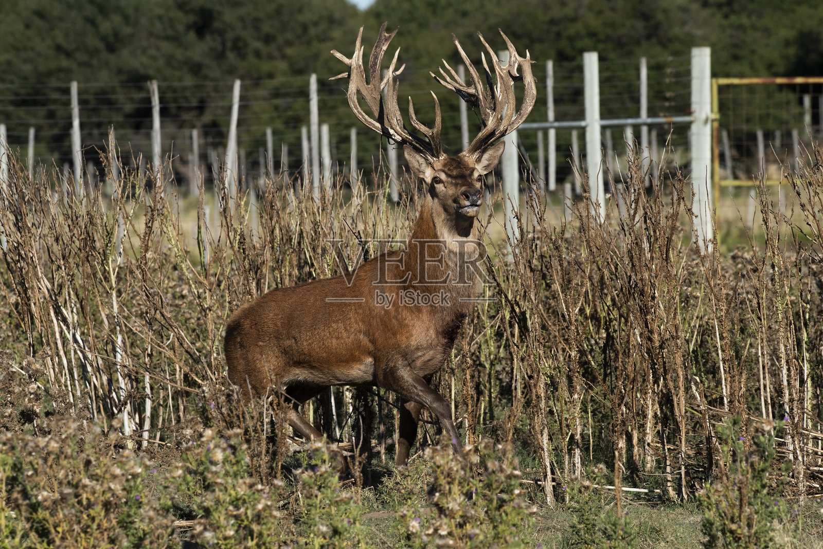 阿根廷拉潘帕省卢罗公园的雄鹿（Cervus elaphus）在发情季节咆哮，野生动植物与自然旅游。照片摄影图片