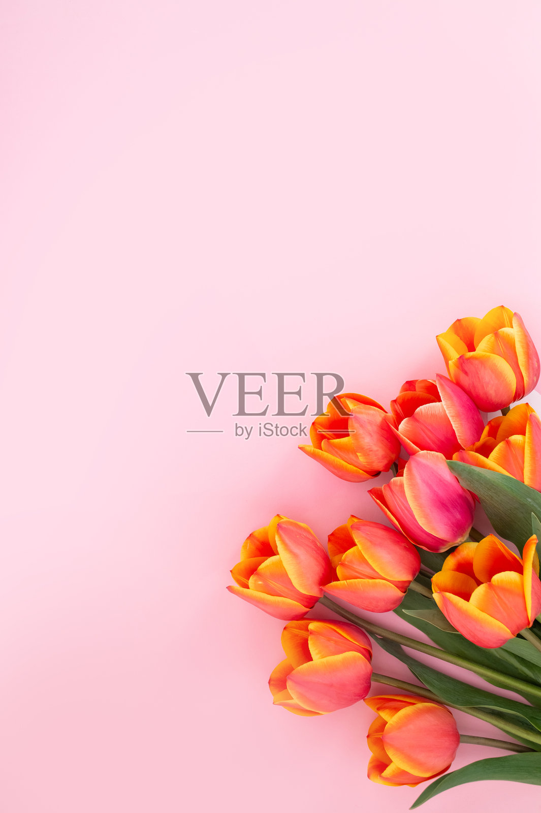 柔和粉色背景上的鲜艳橙色郁金香照片摄影图片