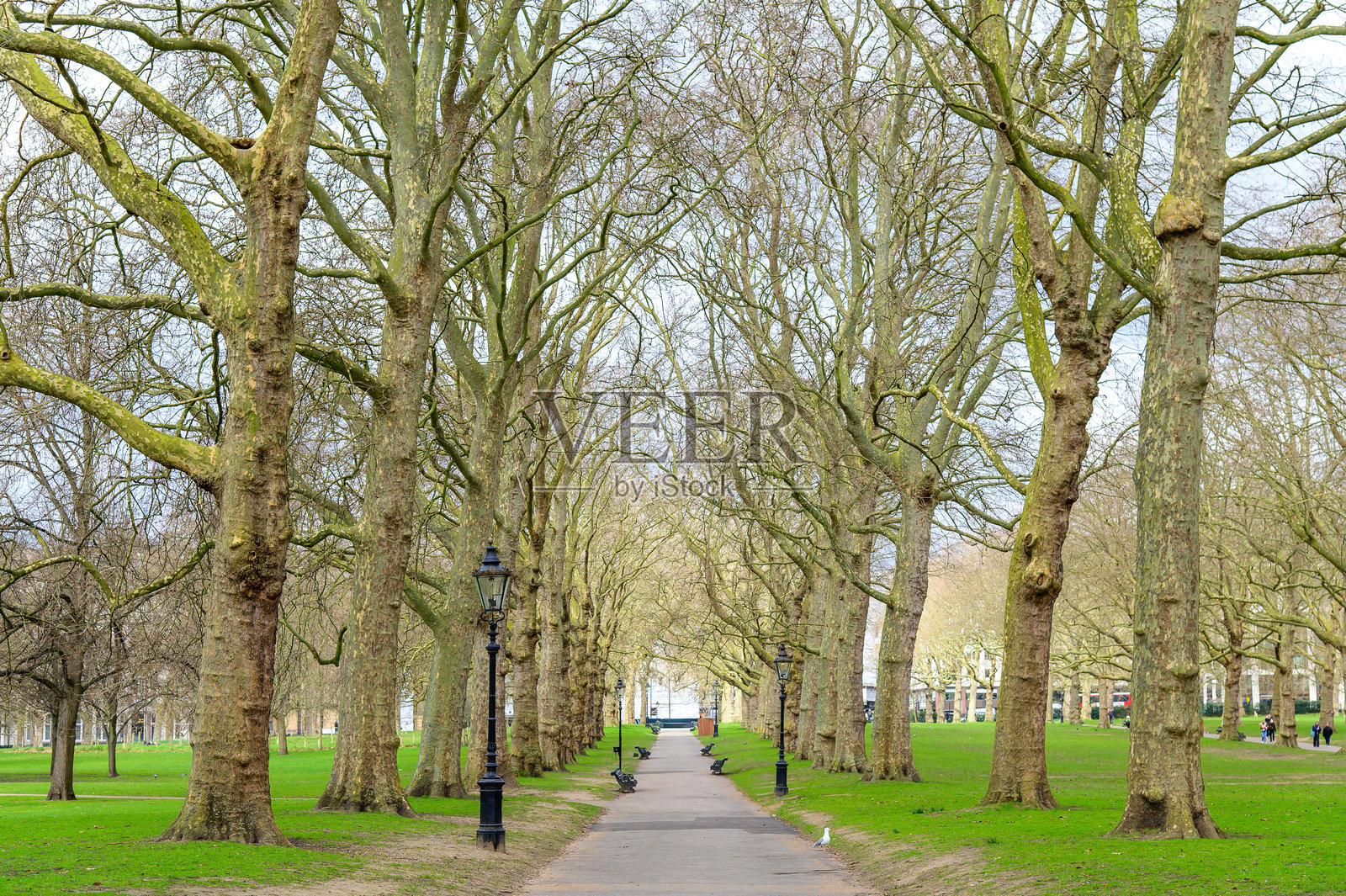 伦敦公园里的枯树景象照片摄影图片
