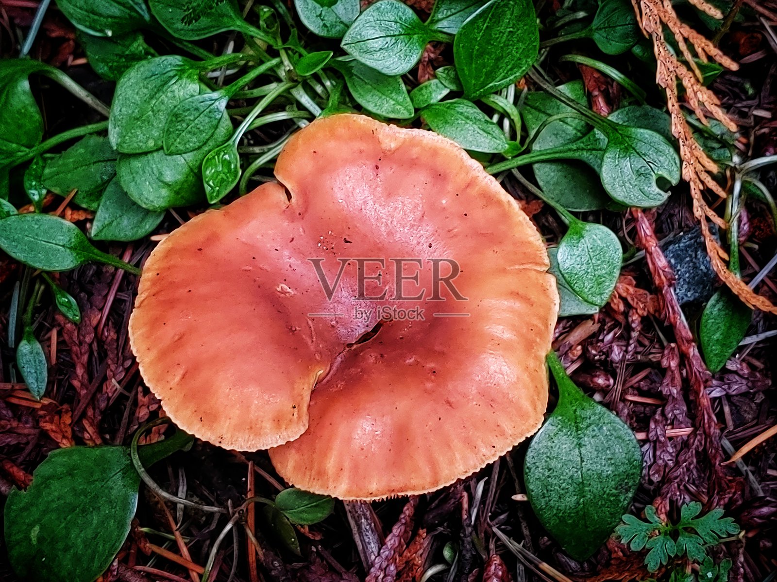 褐鳞伞照片摄影图片