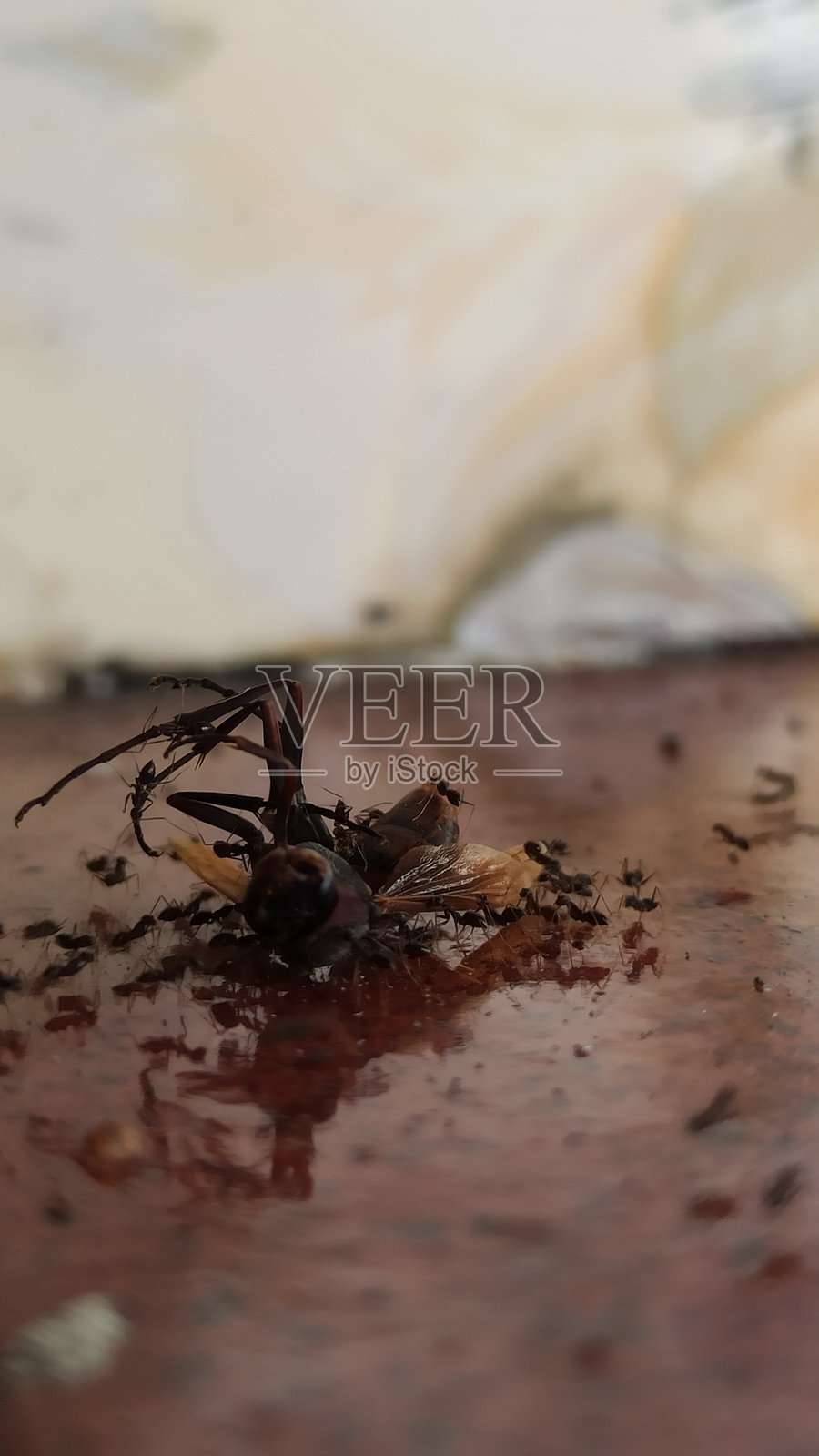 蚂蚁搬运昆虫照片摄影图片