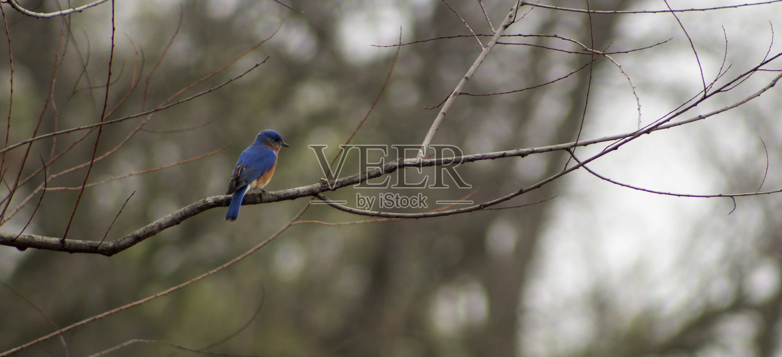 蓝知更鸟在树枝上照片摄影图片