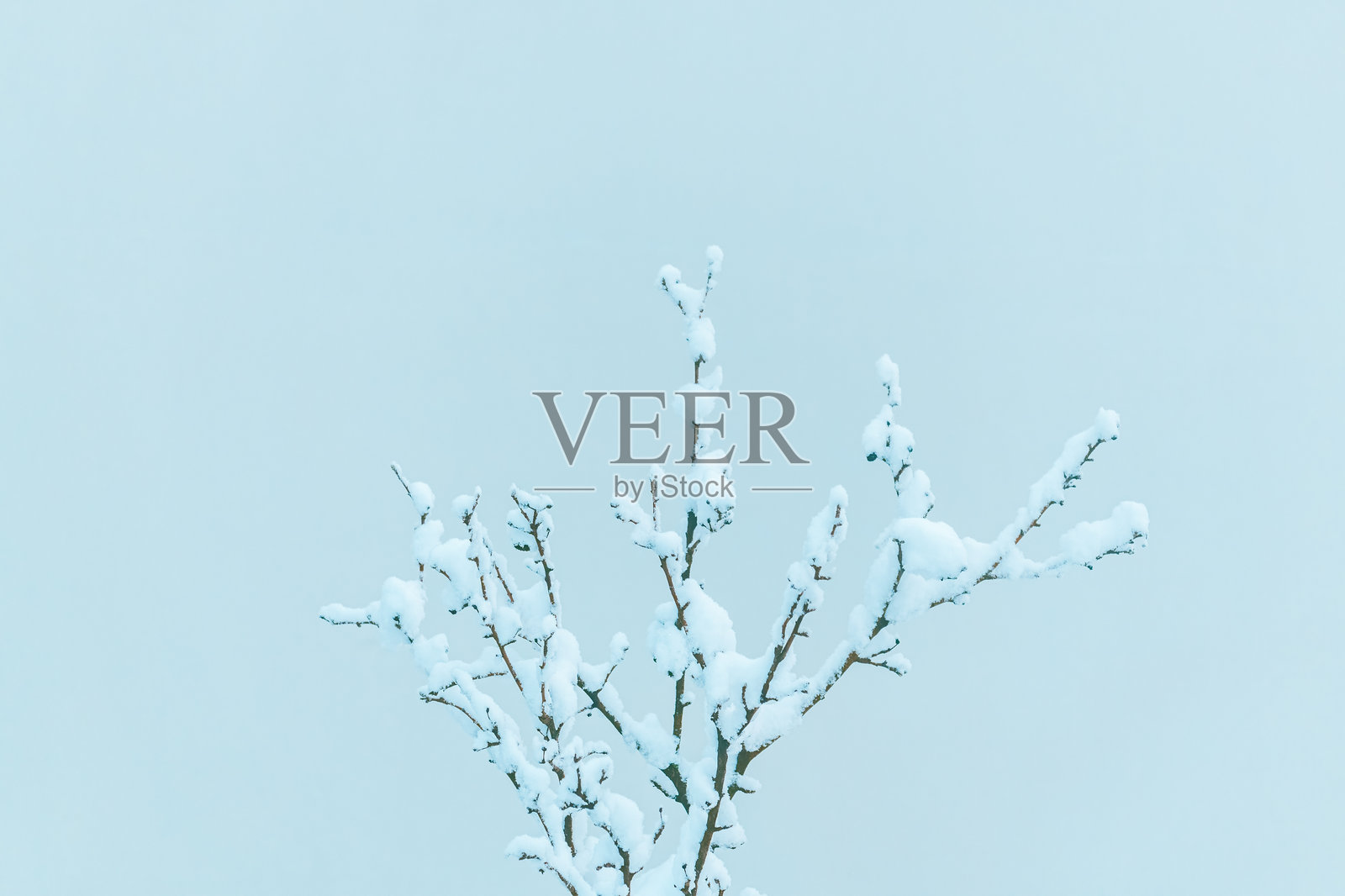 覆盖着雪的枯树枝，背景是柔和的蓝色冬季天空，极简背景照片摄影图片
