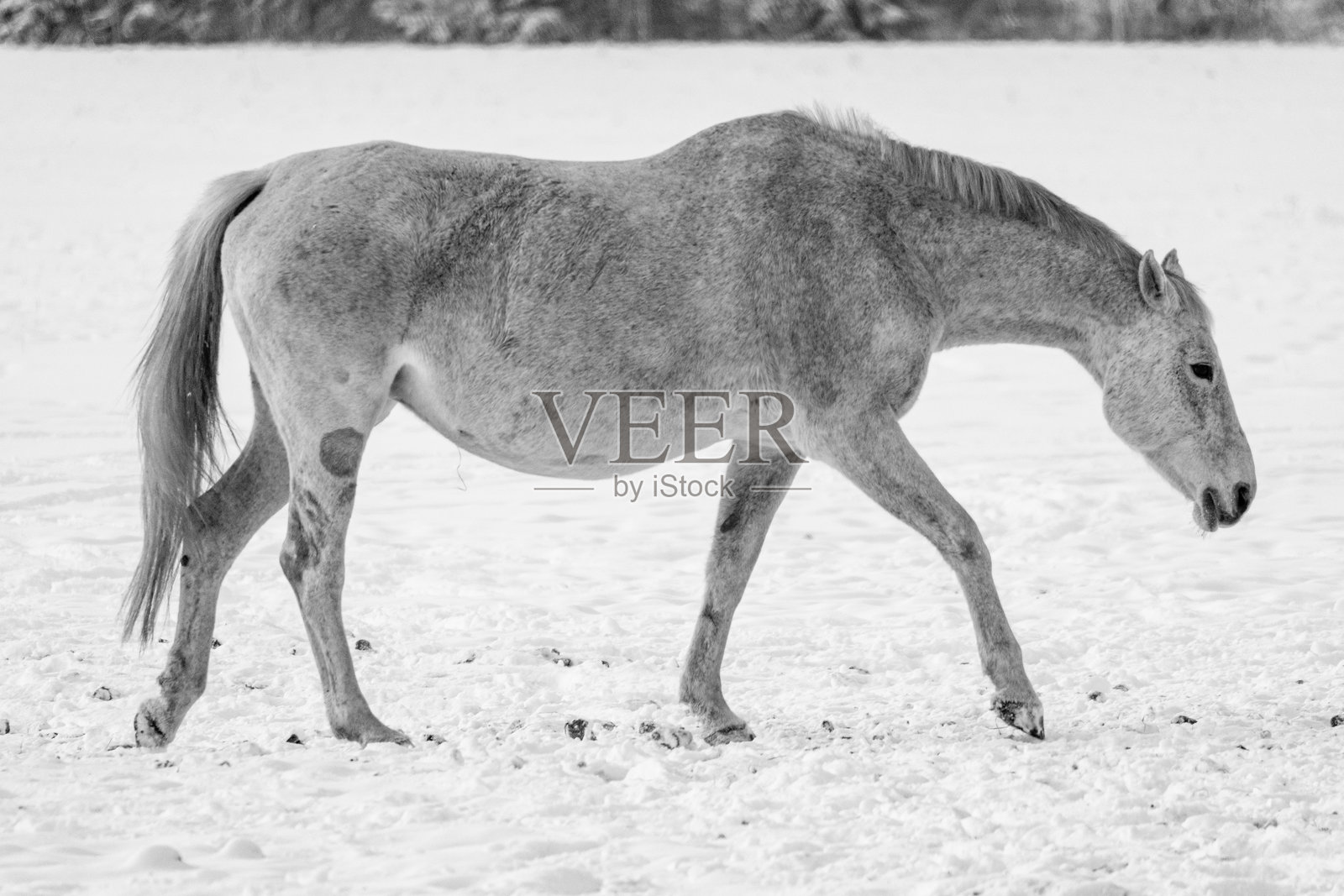 黑白侧视图，一匹灰色的马在雪地田野里缓慢行走，极简的乡村场景，传达出宁静、坚韧和永恒的沉思情绪。照片摄影图片