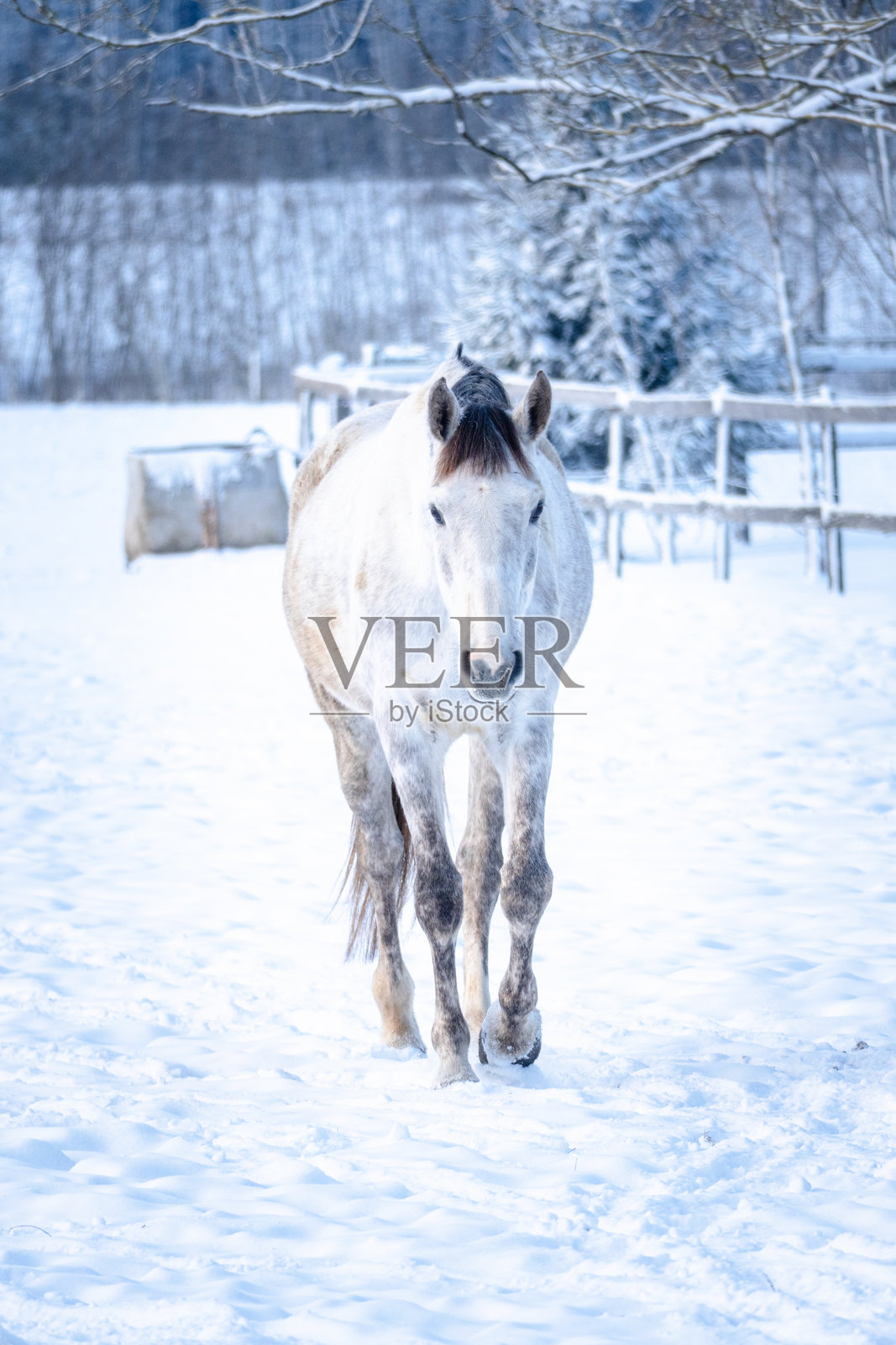 在柔和的冬日阳光下，一匹安静的灰色马匹穿过新鲜的雪地走向镜头，宁静的乡村牧场景象传达出平静、孤独和温和的季节氛围。照片摄影图片