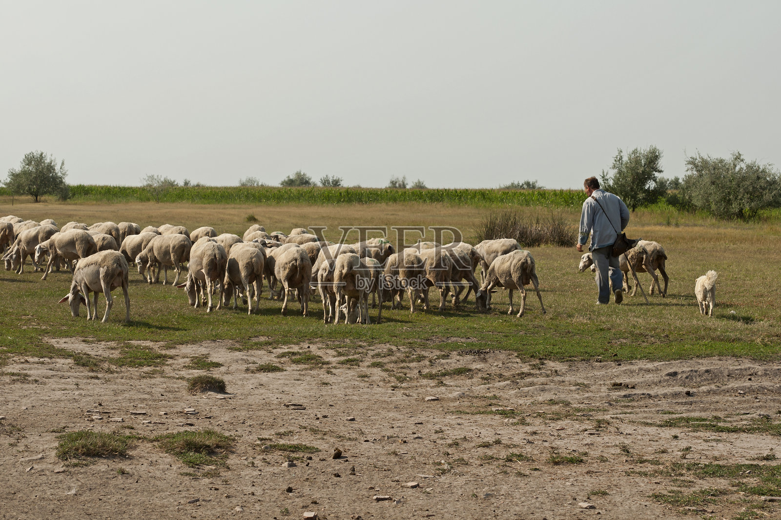 牧羊人和正在吃草的羊群照片摄影图片