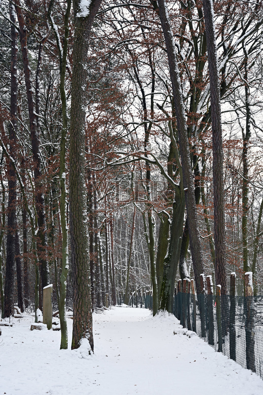 穿过白雪覆盖的森林，一条宁静的冬日小路，旁边有质朴的木栅栏和高大的松树。照片摄影图片