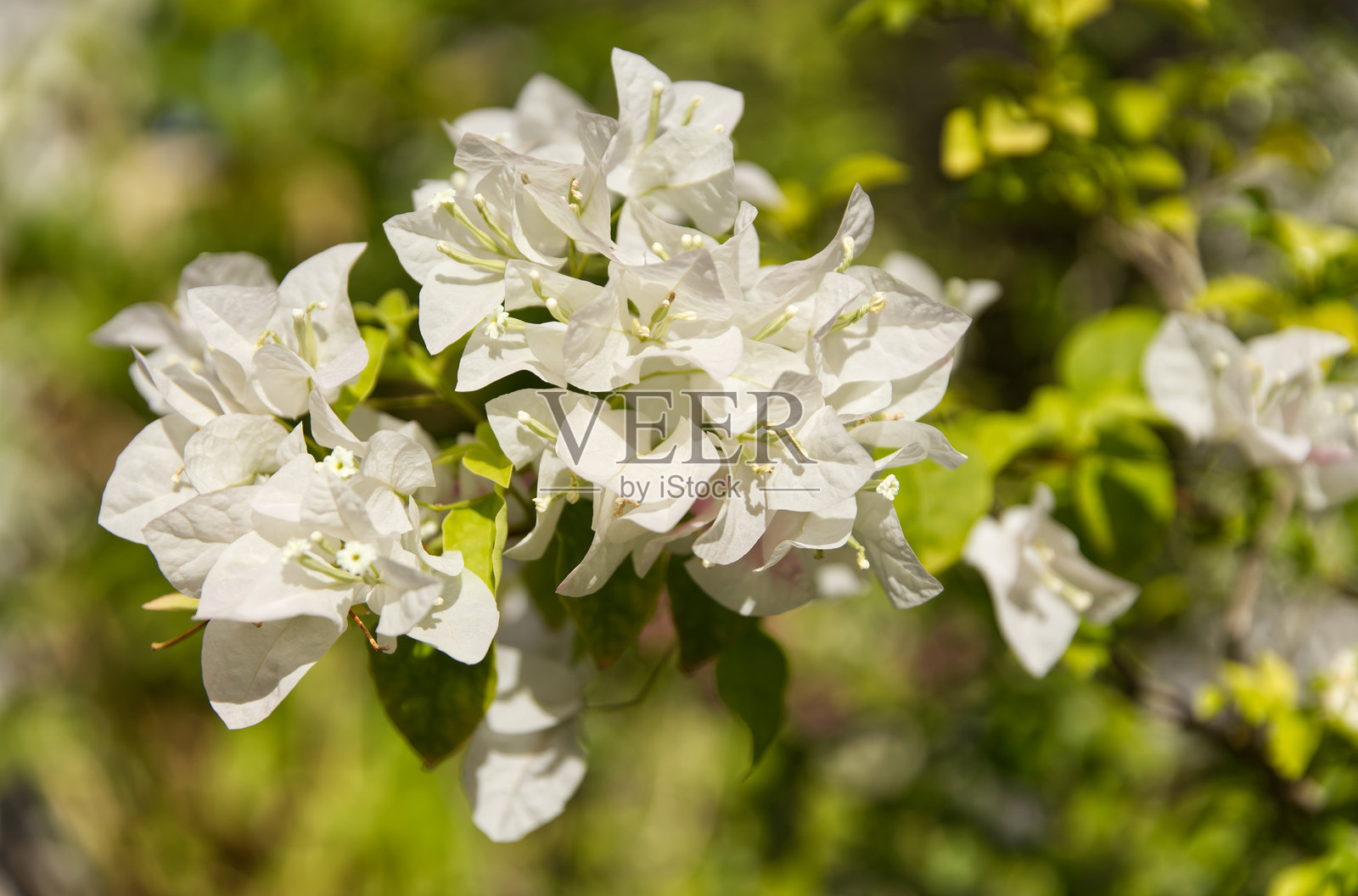 白色三角梅在自然光下绽放照片摄影图片