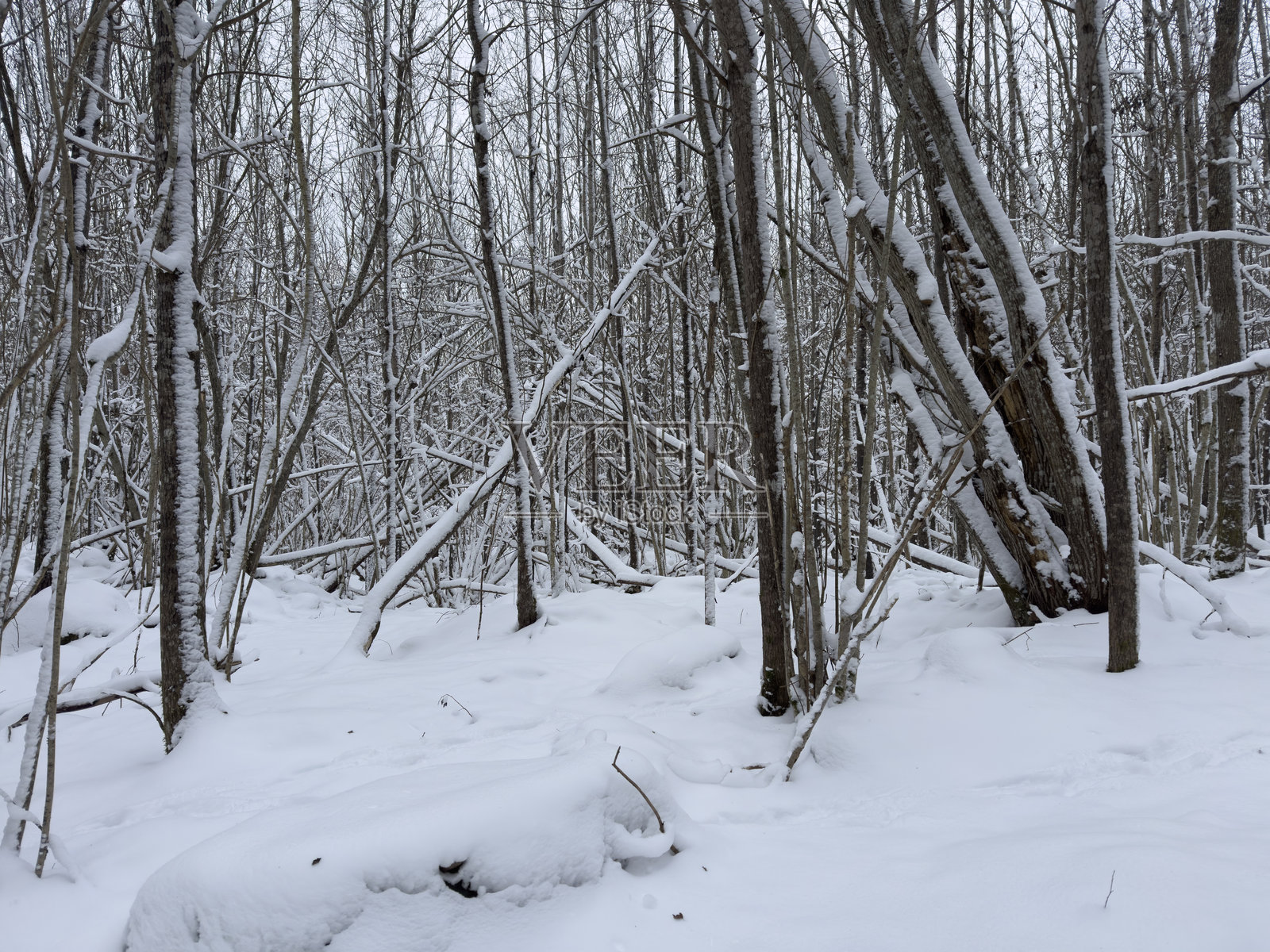 瑞典冬季的自然风光照片摄影图片