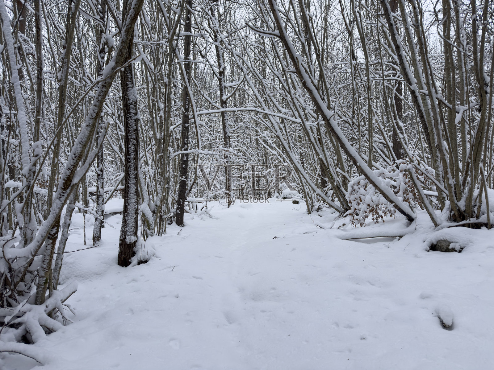 瑞典冬季的自然风光照片摄影图片
