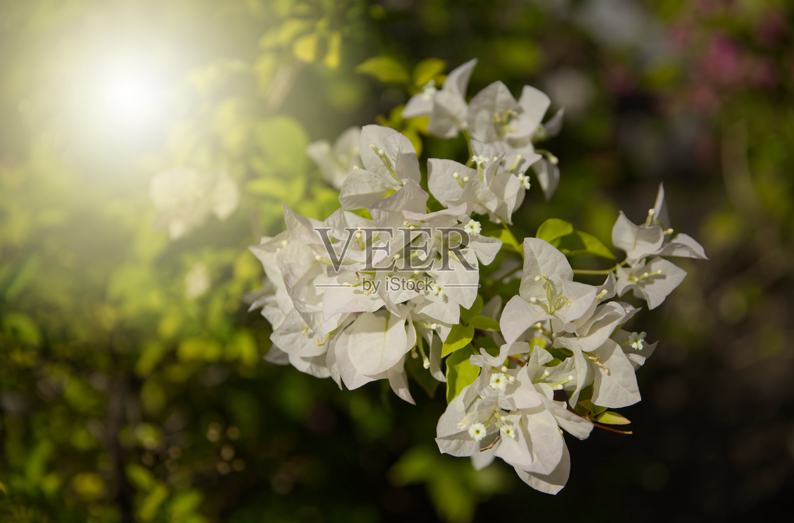 自然光下的白色九重葛花照片摄影图片