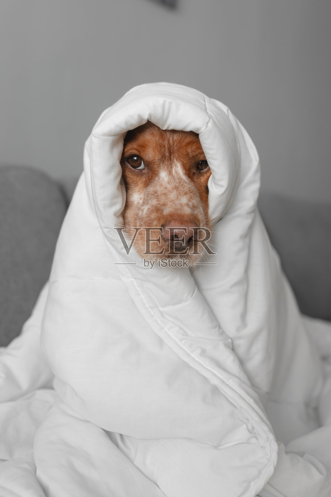 冬季供暖短缺，狗狗在室内完全裹在被子里照片摄影图片