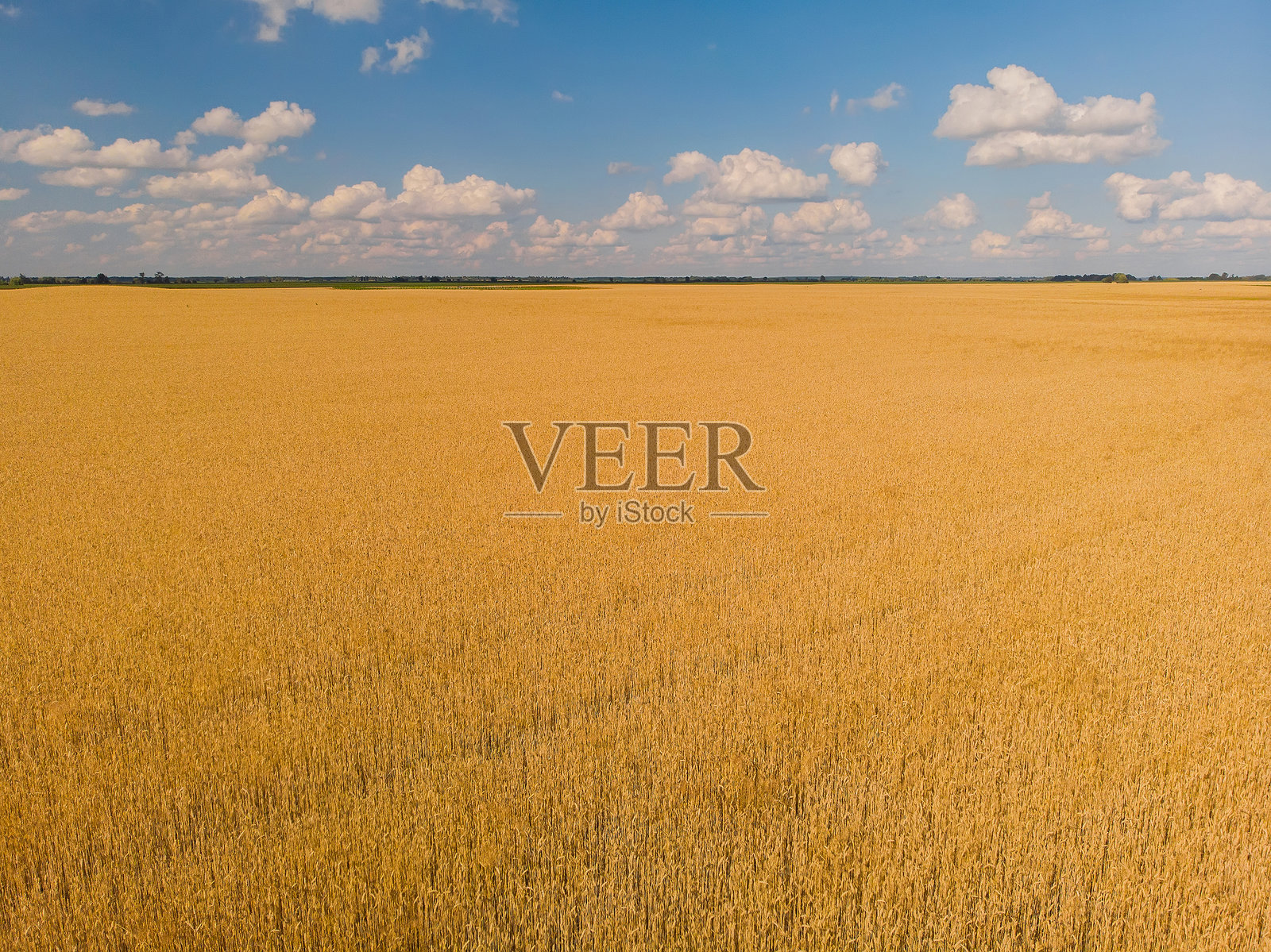 无人机飞越成熟的麦穗田照片摄影图片