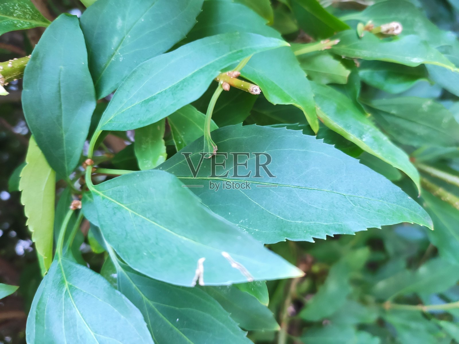 绿叶照片摄影图片