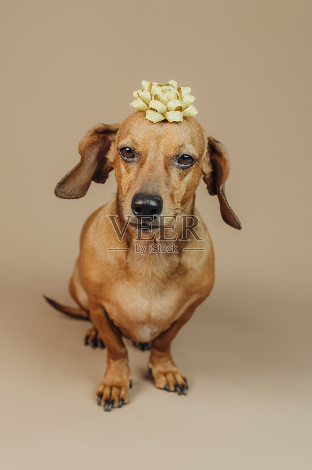 金丝带装饰的腊肠犬，节日惊喜或宠物礼物的概念照片摄影图片