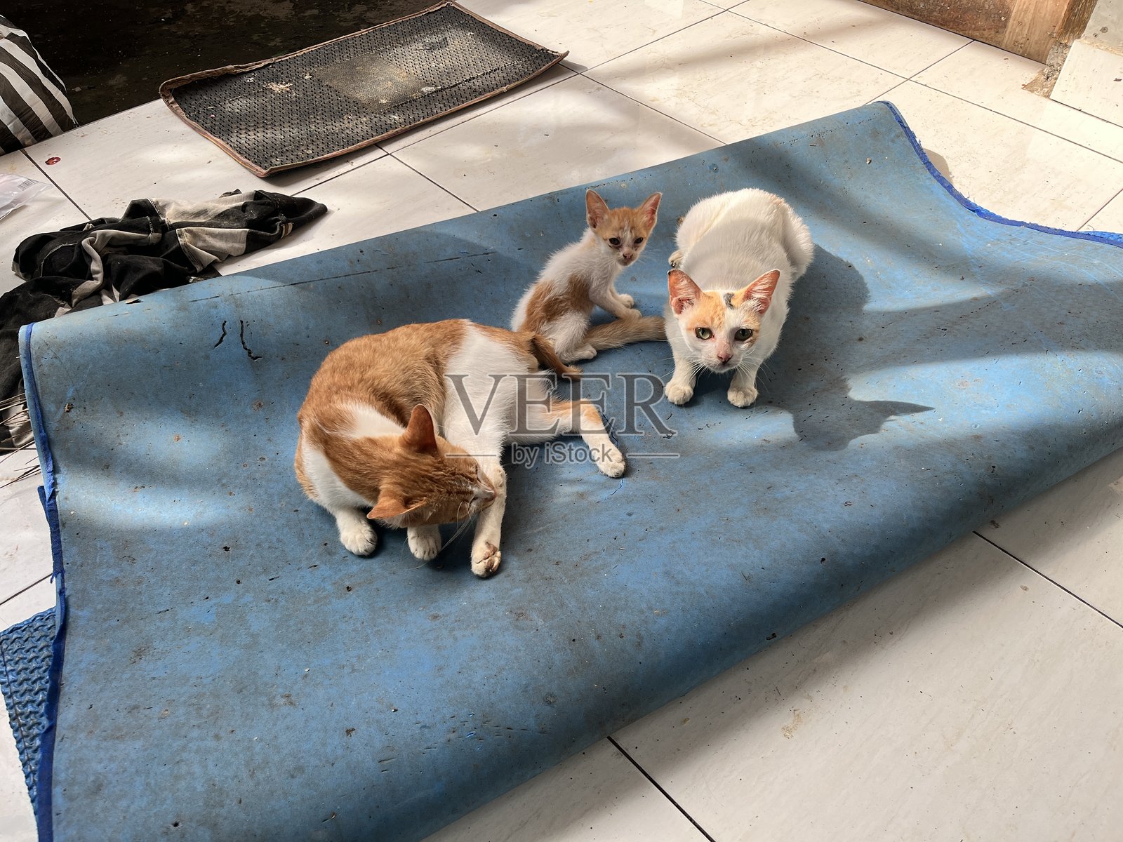 家里的猫咪们休息一会儿照片摄影图片