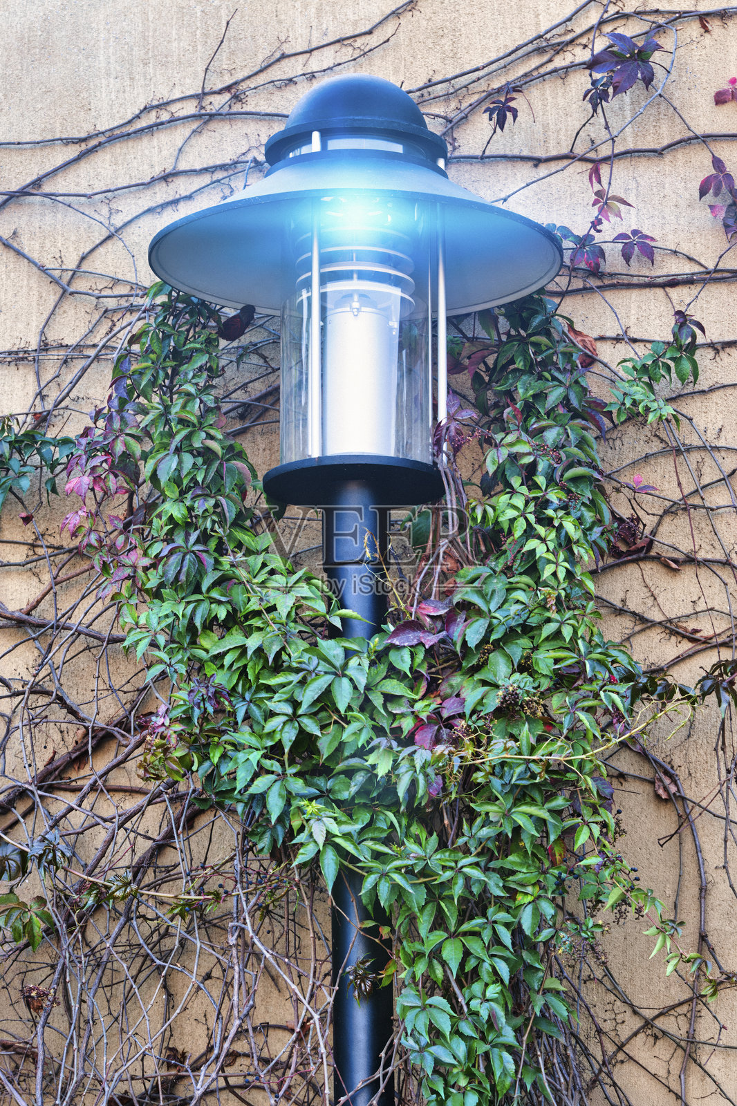 经典复古灯柱，房屋墙壁上缠绕着藤蔓照片摄影图片