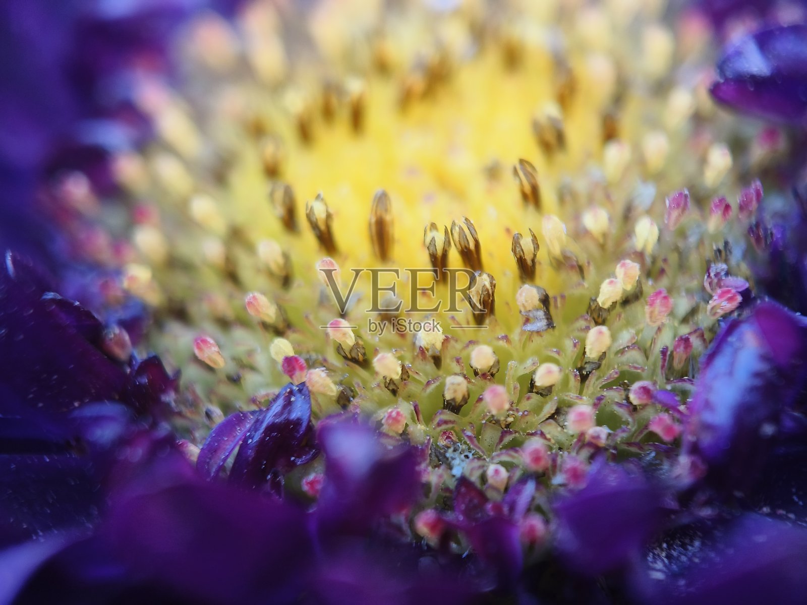 紫色雏菊花花心特写照片摄影图片