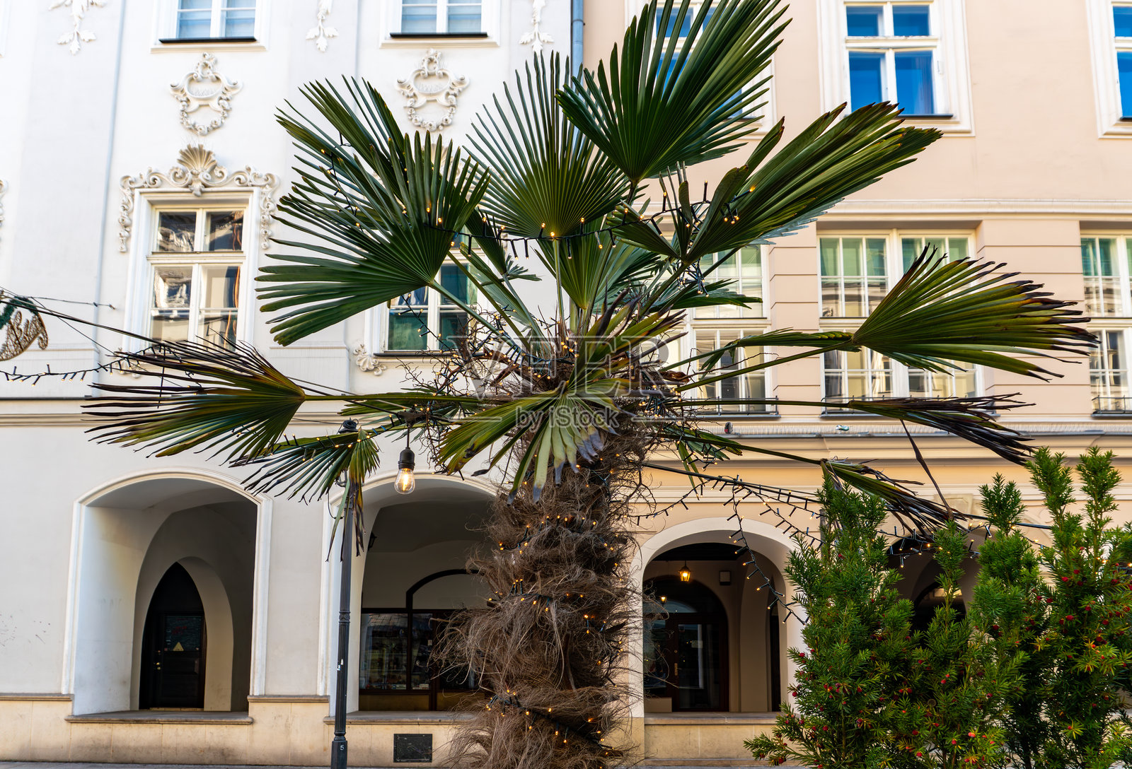 冬季，市中心历史悠久的联排别墅旁，一棵装饰着节日彩灯的坚韧棕榈树（ Fortune's Chusan Palm）照片摄影图片