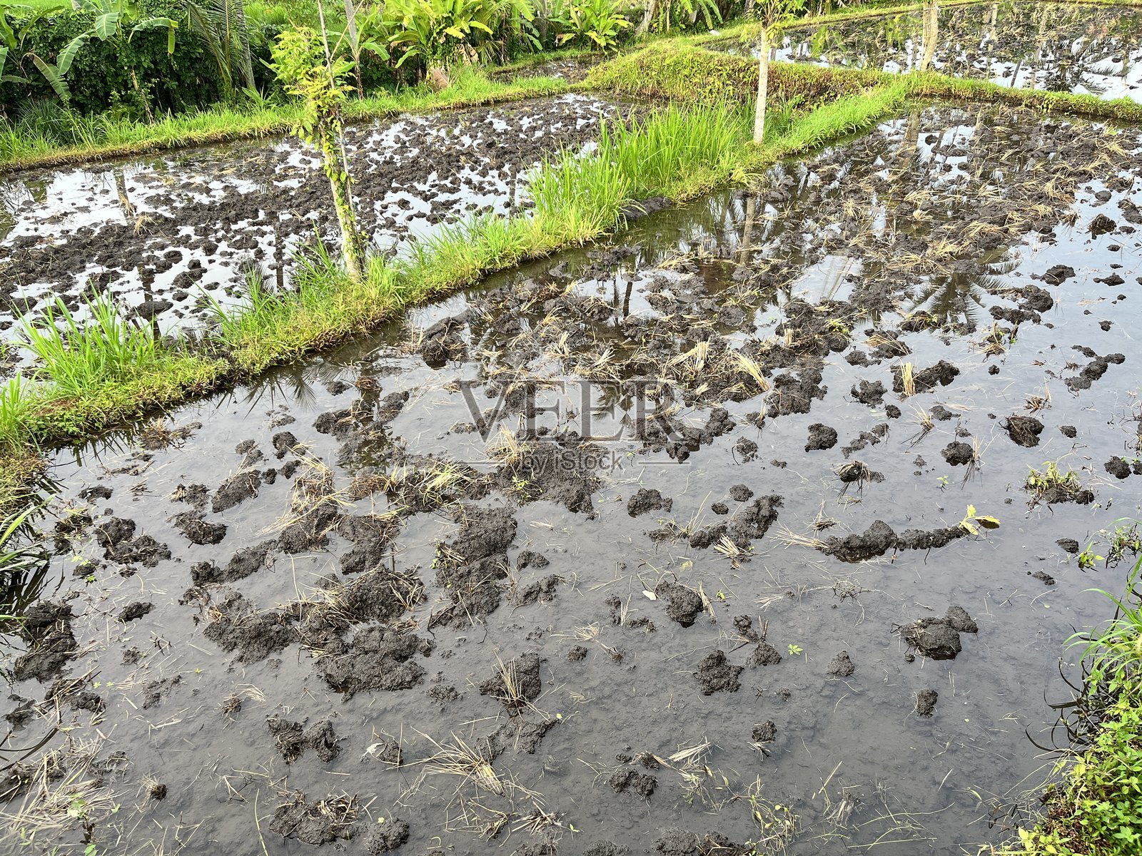 稻田里的泥土照片摄影图片