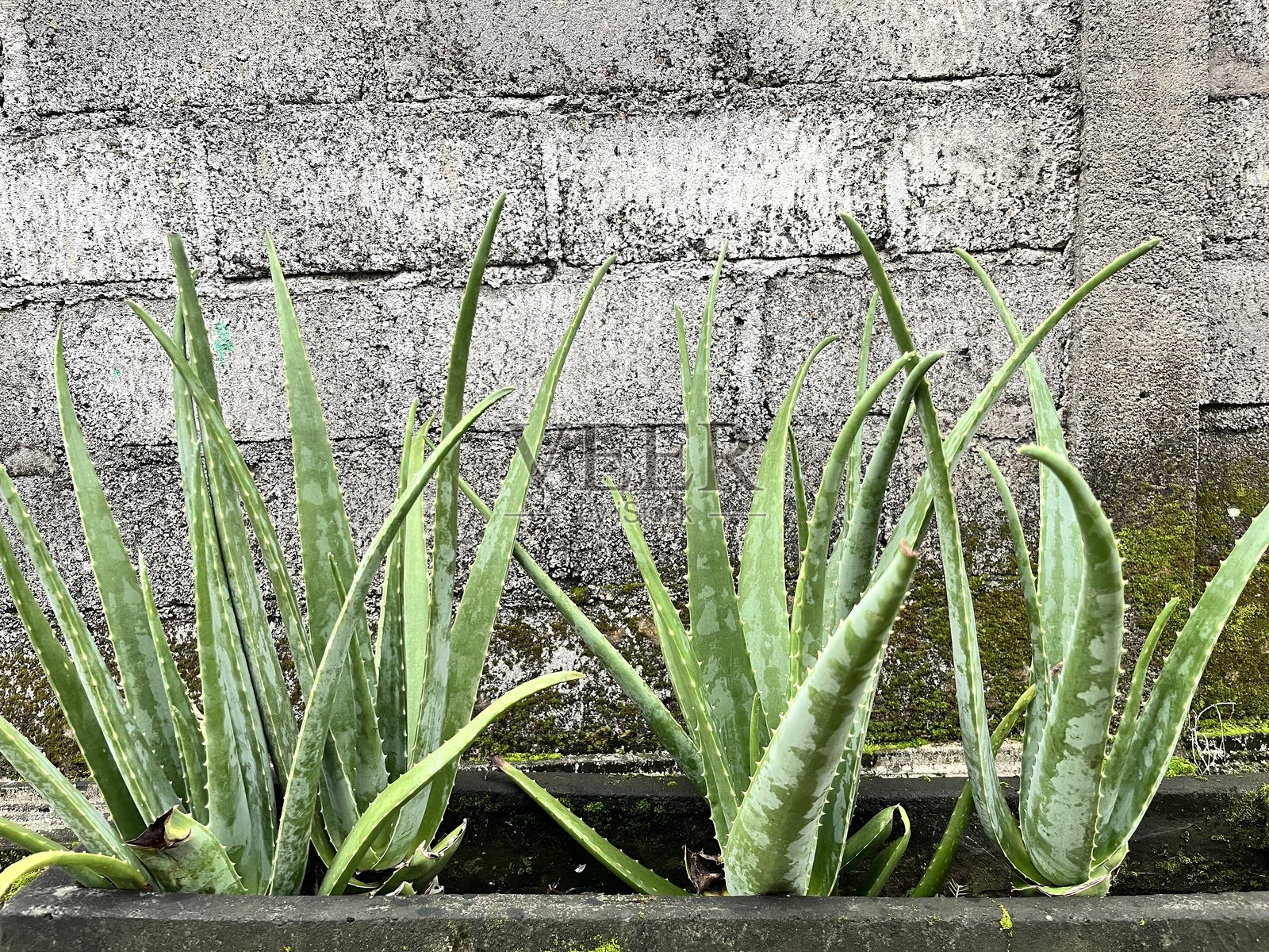 花园里生长的芦荟照片摄影图片