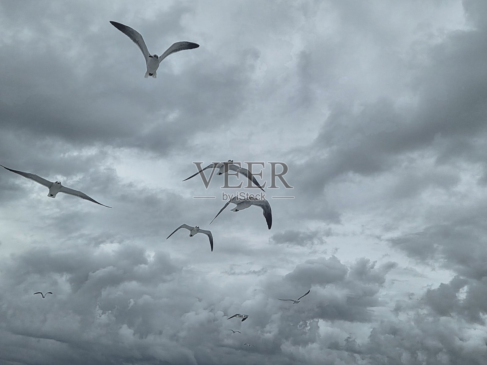 海鸥照片摄影图片