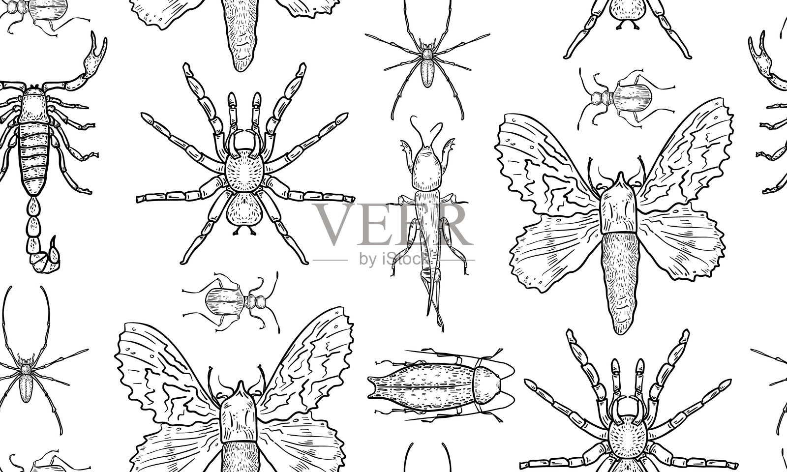 无缝黑白昆虫、飞蛾和甲虫图案插画图片素材