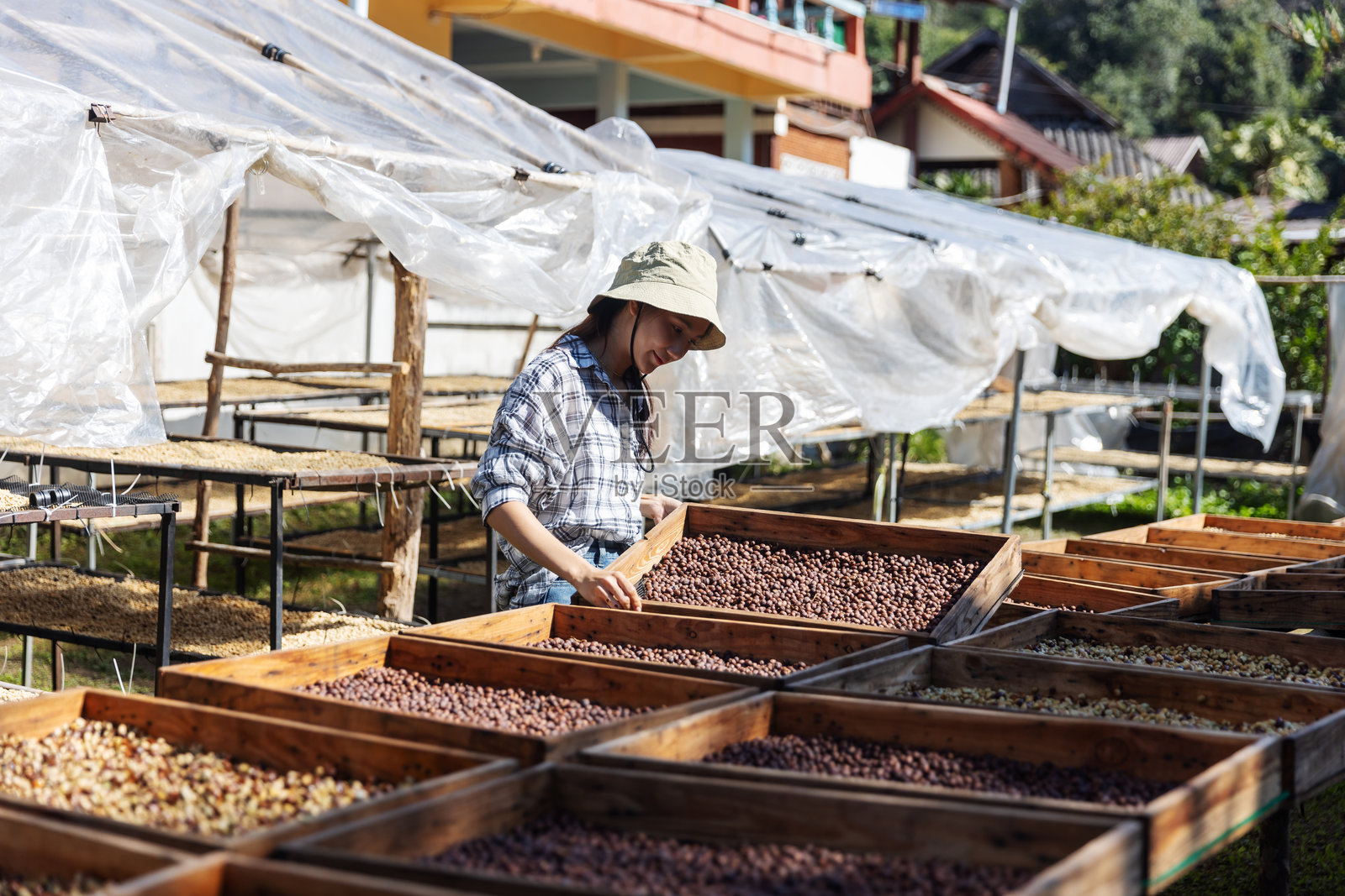 咖啡种植园里，女性咖啡种植者正在管理咖啡晾晒床照片摄影图片